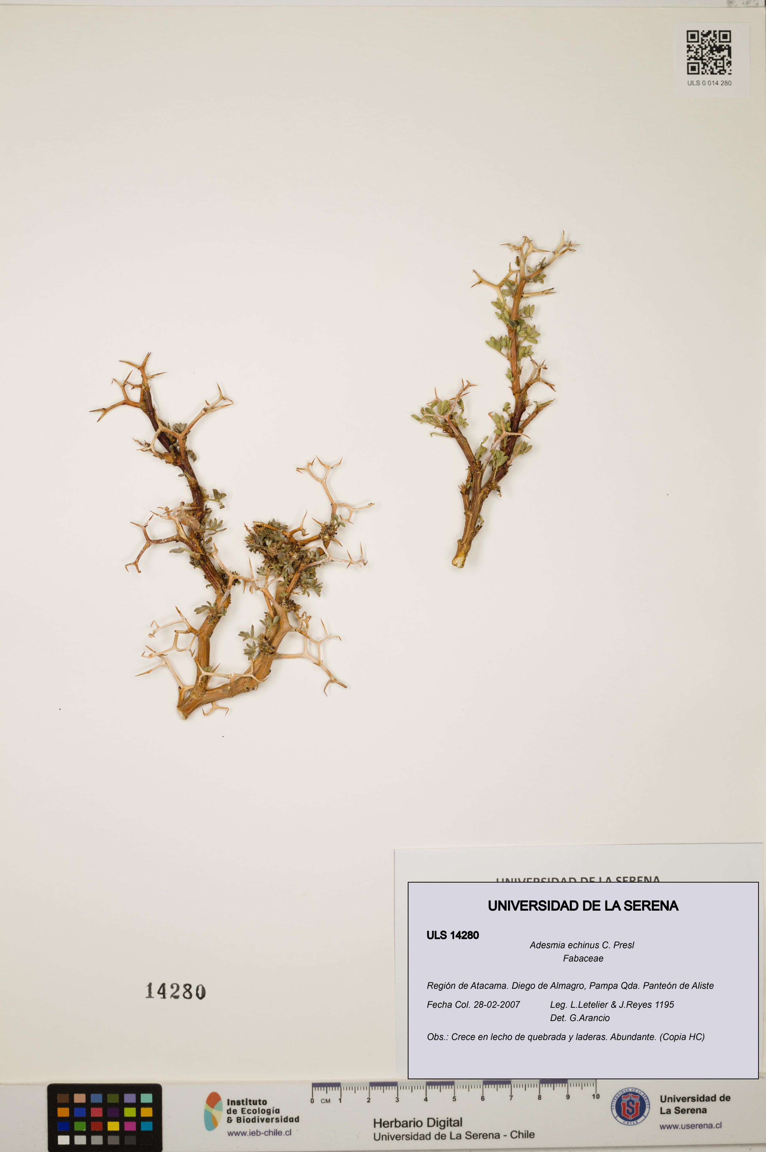 Adesmia echinus [Espécimen: ]