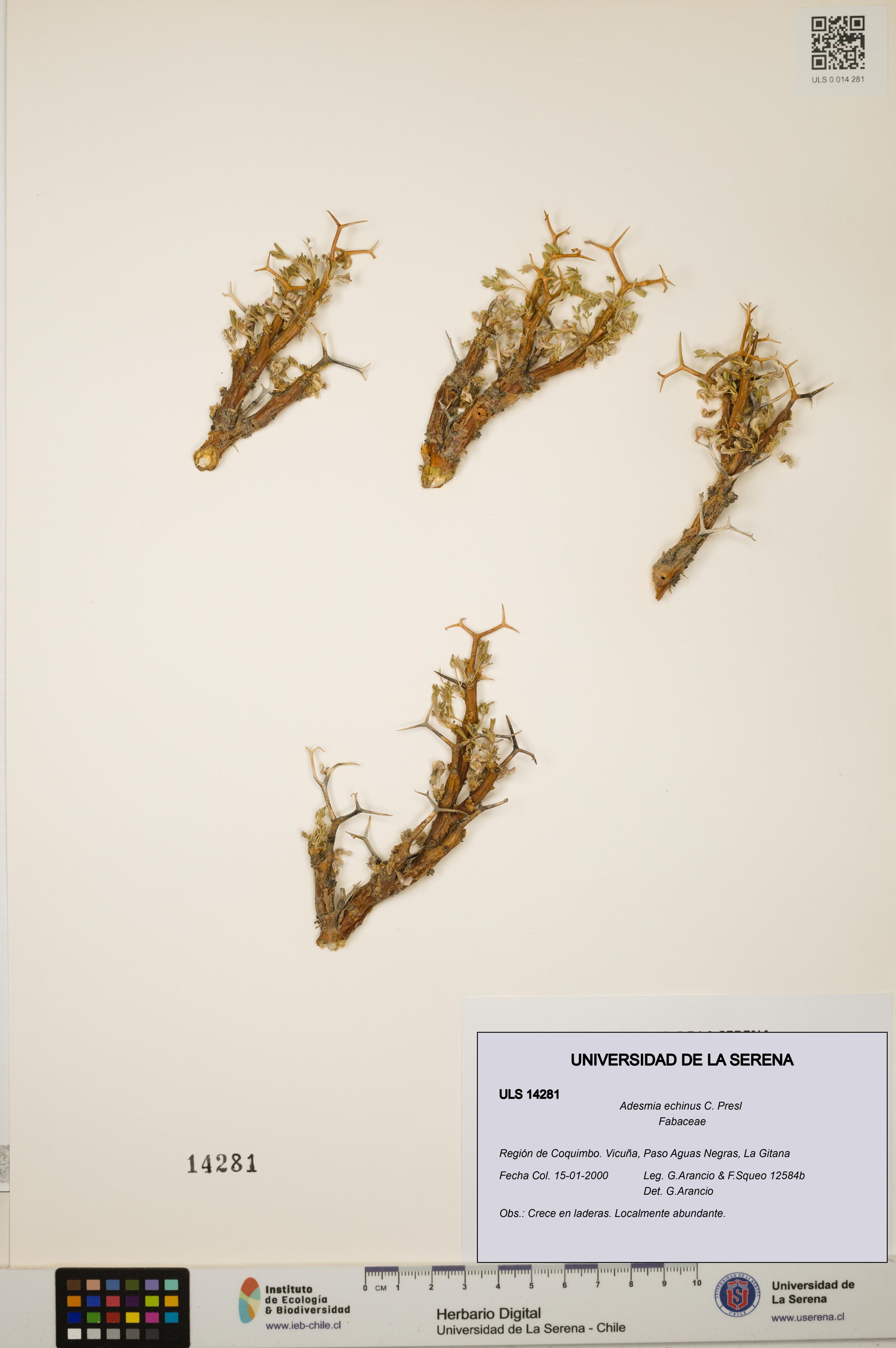 Adesmia echinus [Espécimen: ]