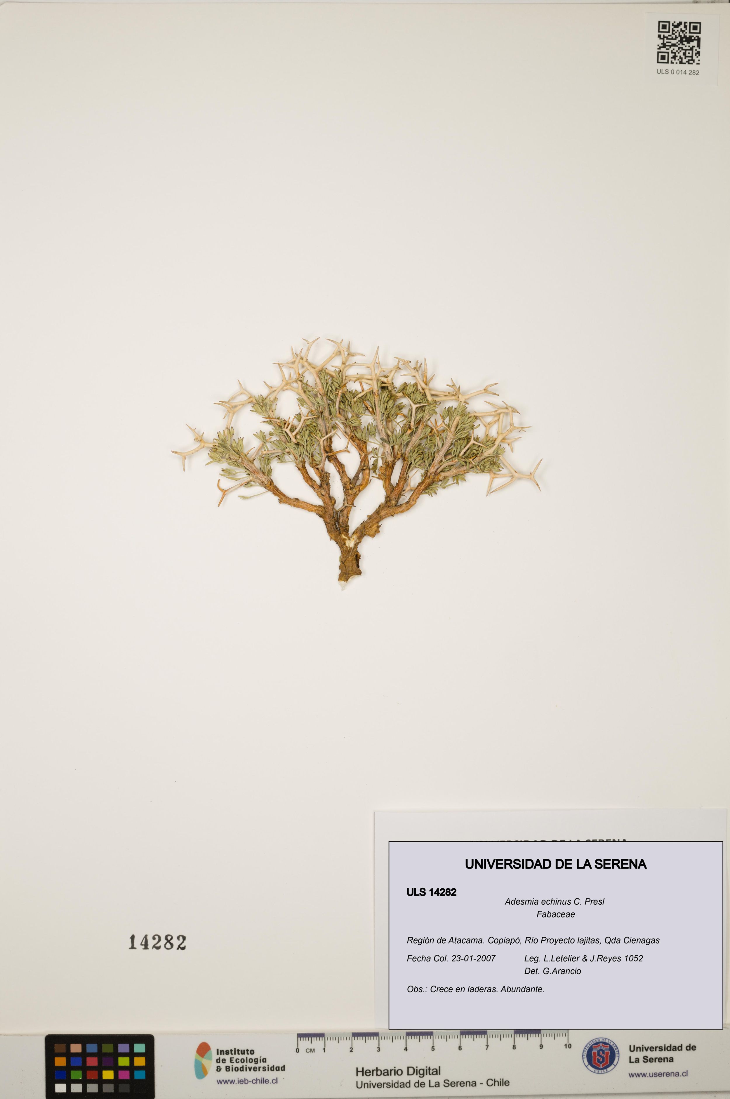 Adesmia echinus [Espécimen: ]