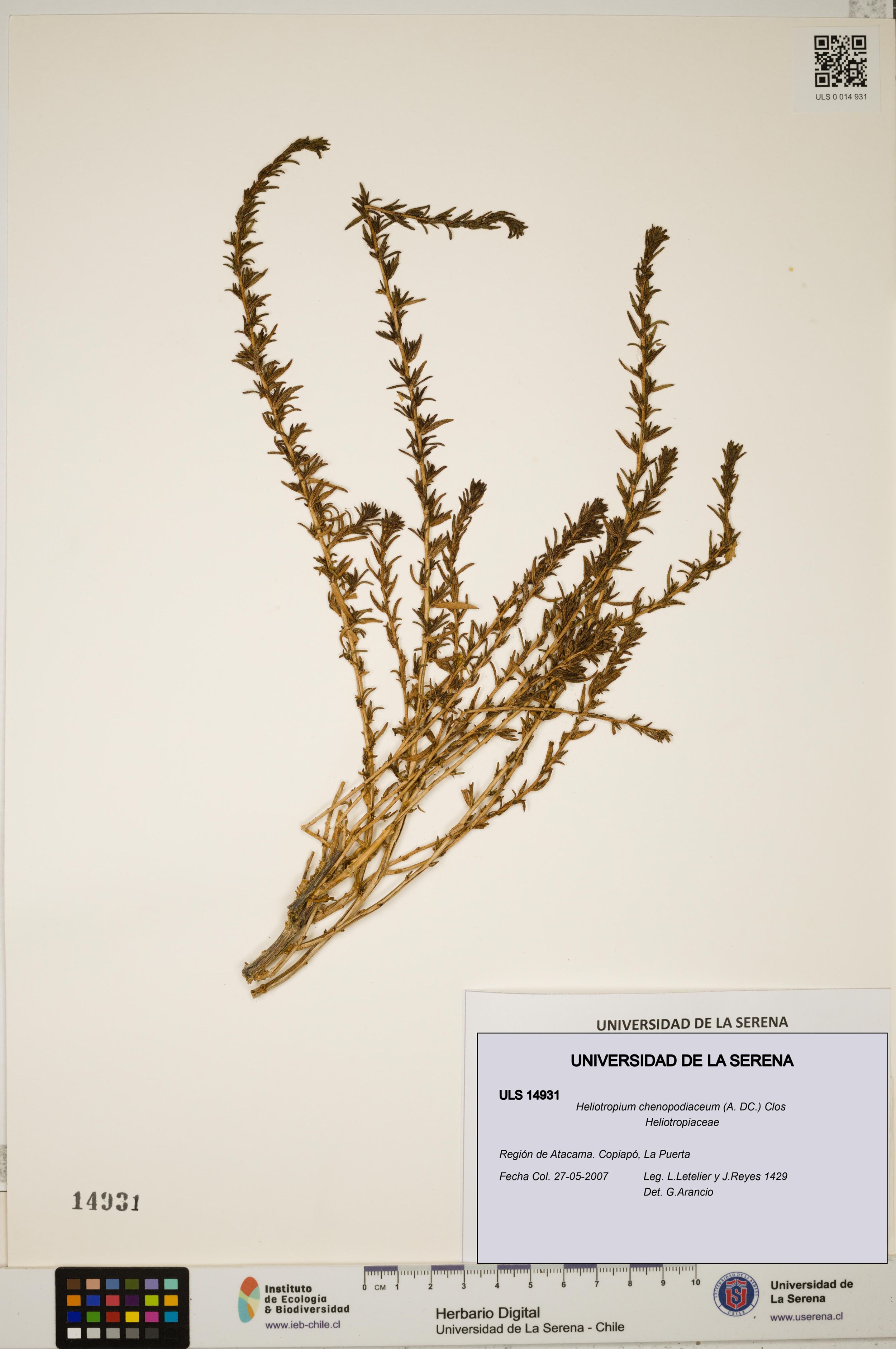 Heliotropium chenopodiaceum [Espécimen: ]