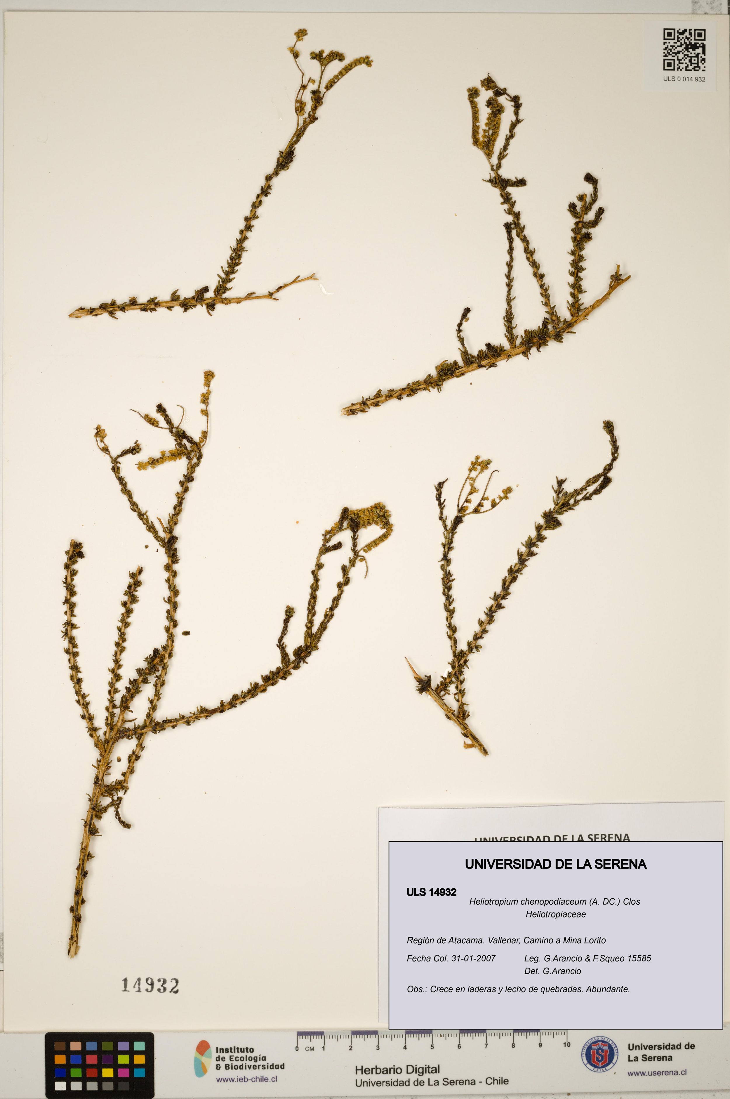 Heliotropium chenopodiaceum [Espécimen: ]
