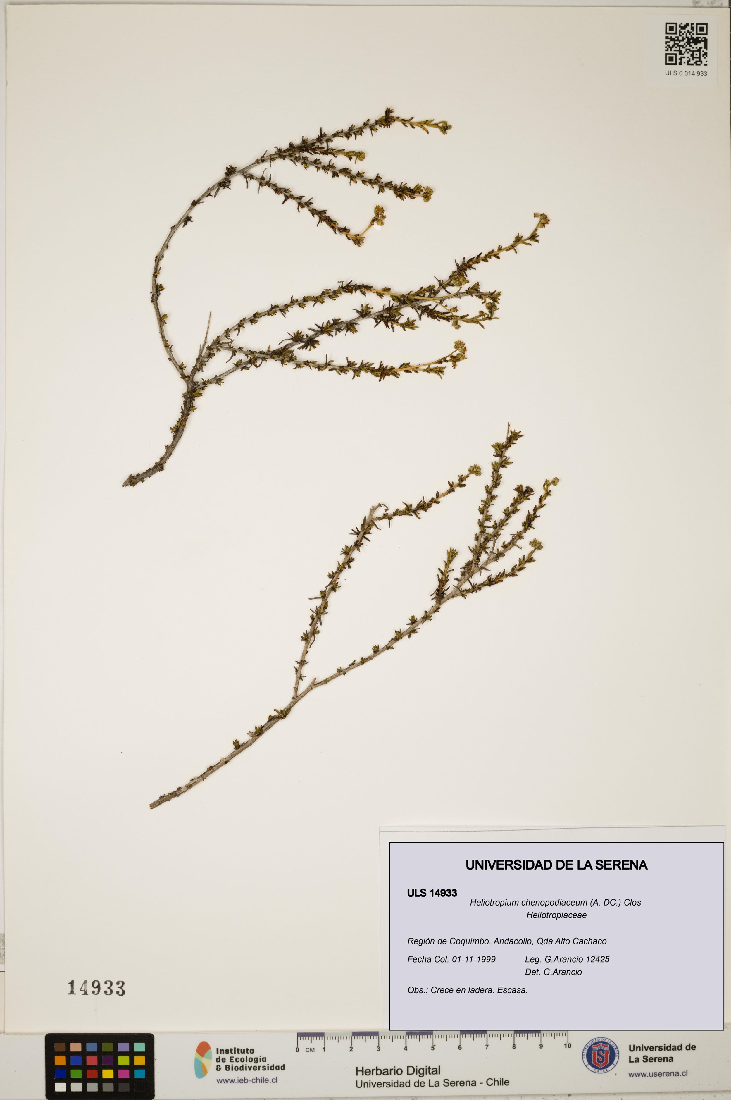 Heliotropium chenopodiaceum [Espécimen: ]