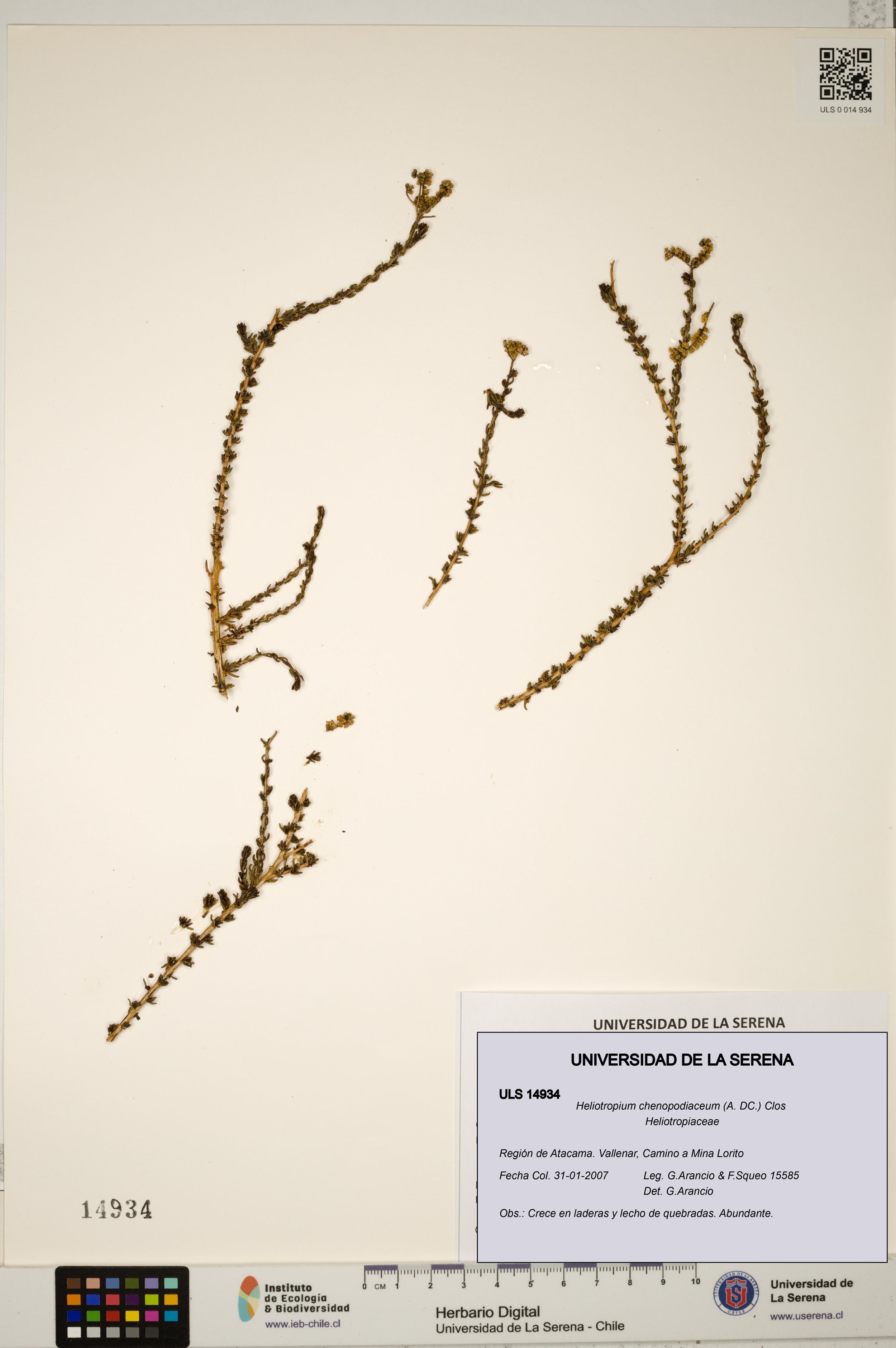 Heliotropium chenopodiaceum [Espécimen: ]