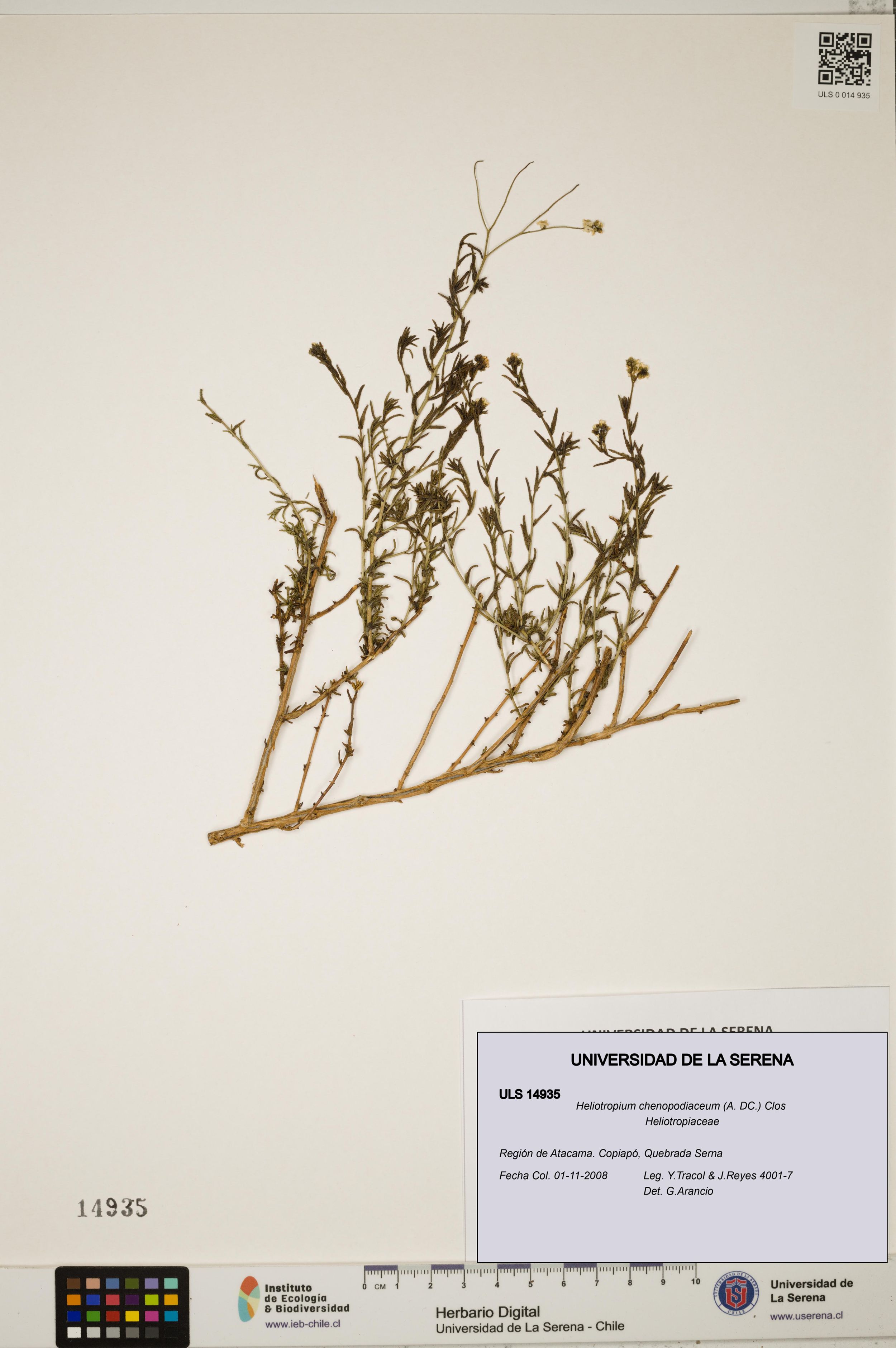 Heliotropium chenopodiaceum [Espécimen: ]