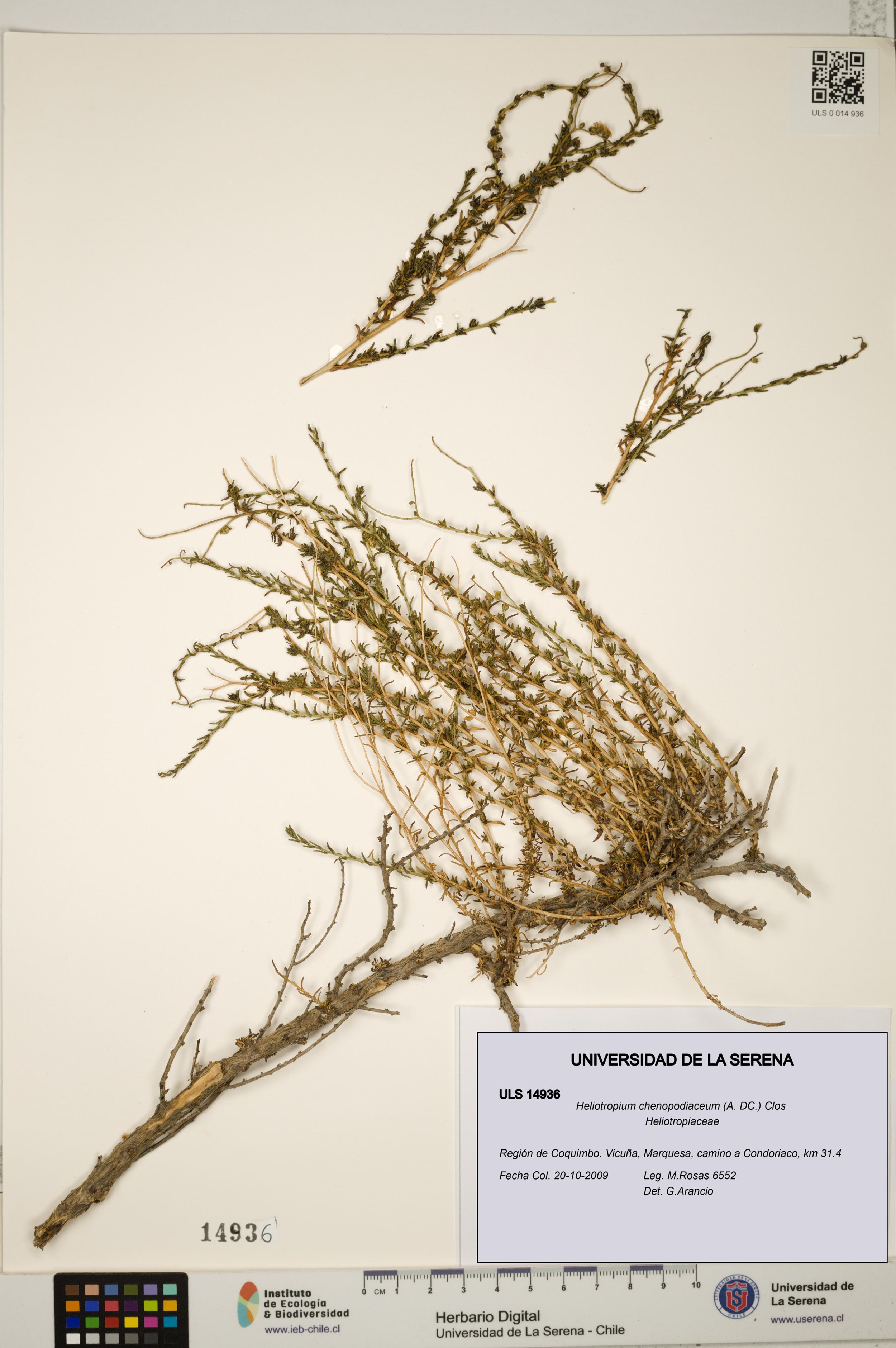 Heliotropium chenopodiaceum [Espécimen: ]