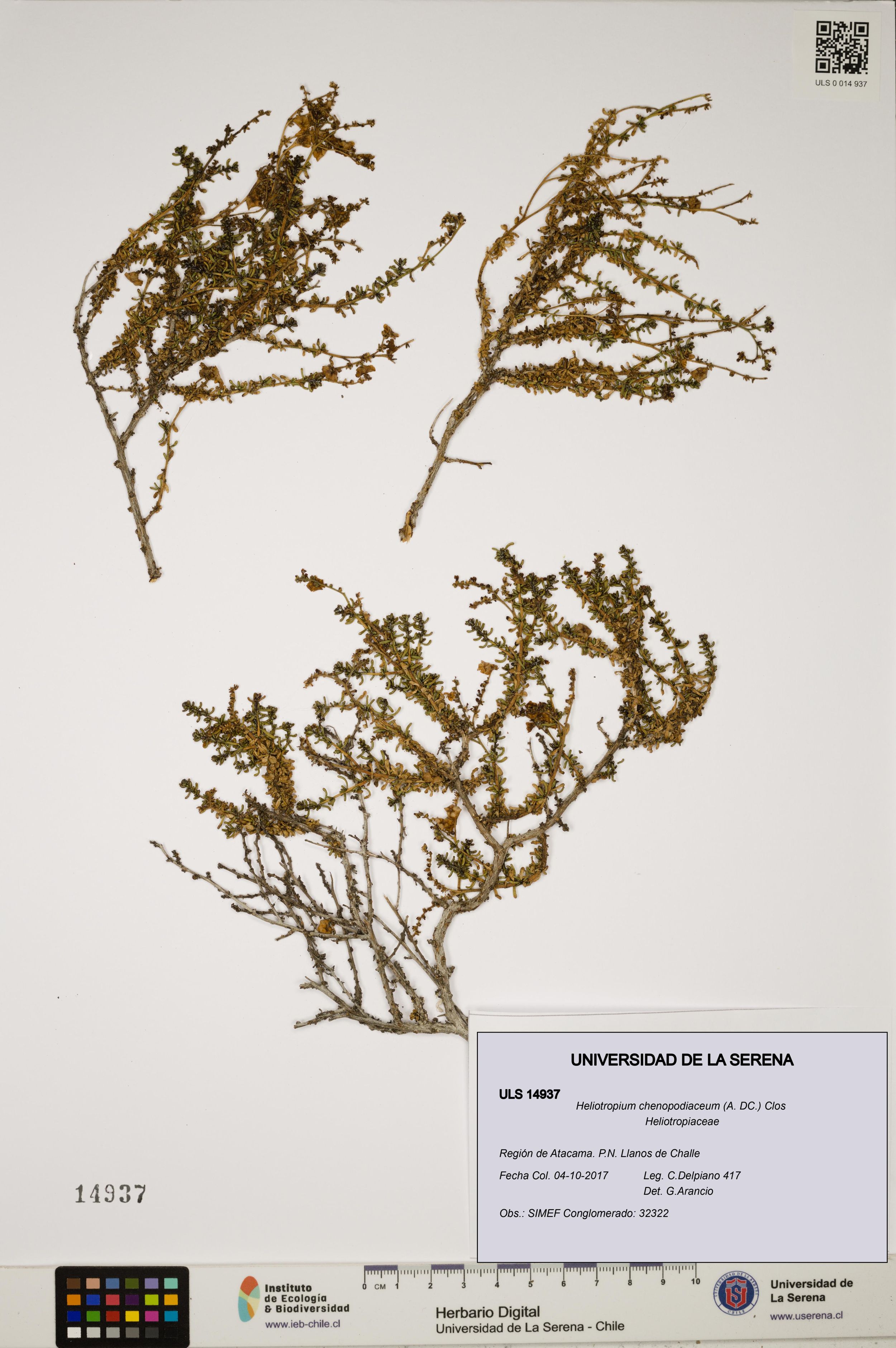 Heliotropium chenopodiaceum [Espécimen: ]