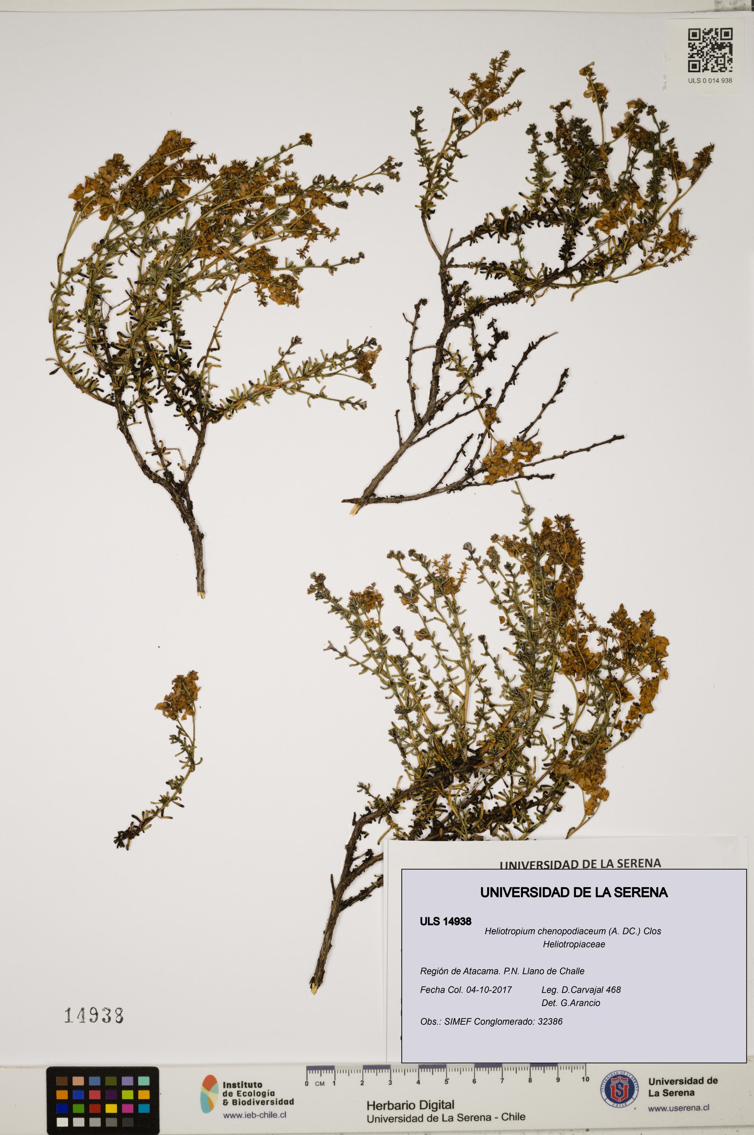 Heliotropium chenopodiaceum [Espécimen: ]