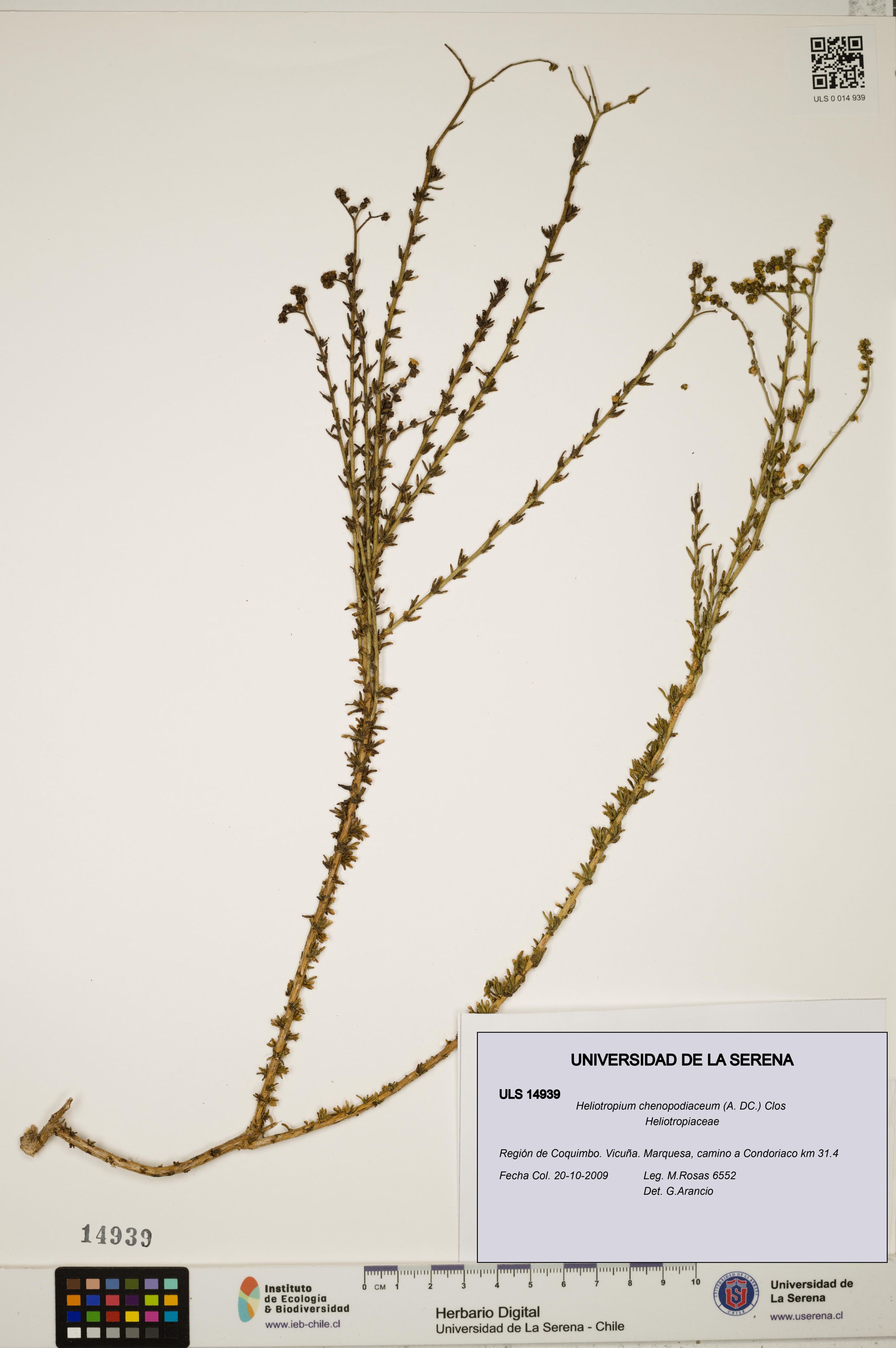 Heliotropium chenopodiaceum [Espécimen: ]