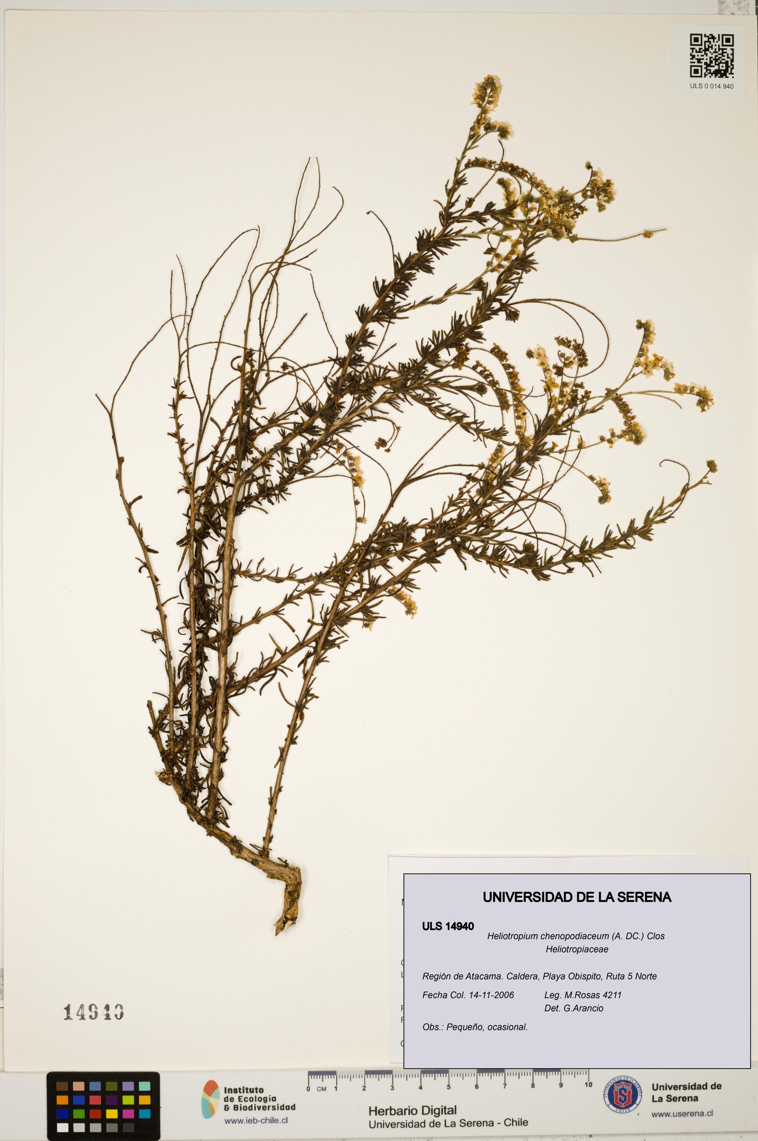 Heliotropium chenopodiaceum [Espécimen: ]