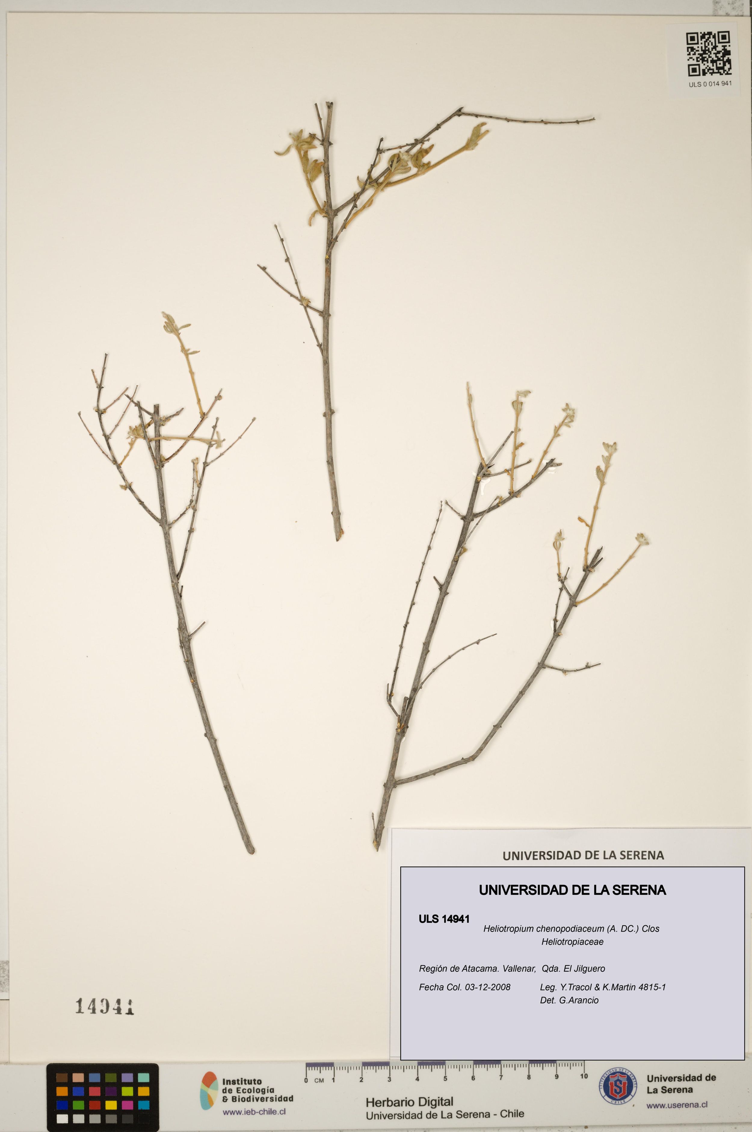 Heliotropium chenopodiaceum [Espécimen: ]