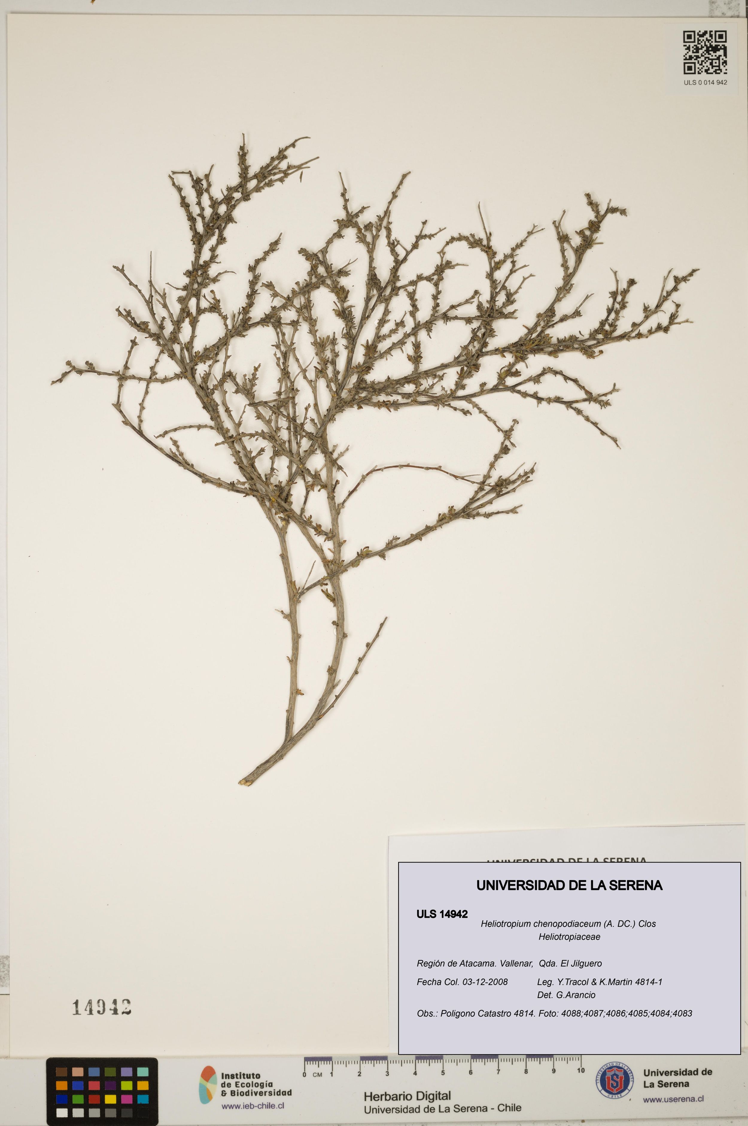 Heliotropium chenopodiaceum [Espécimen: ]