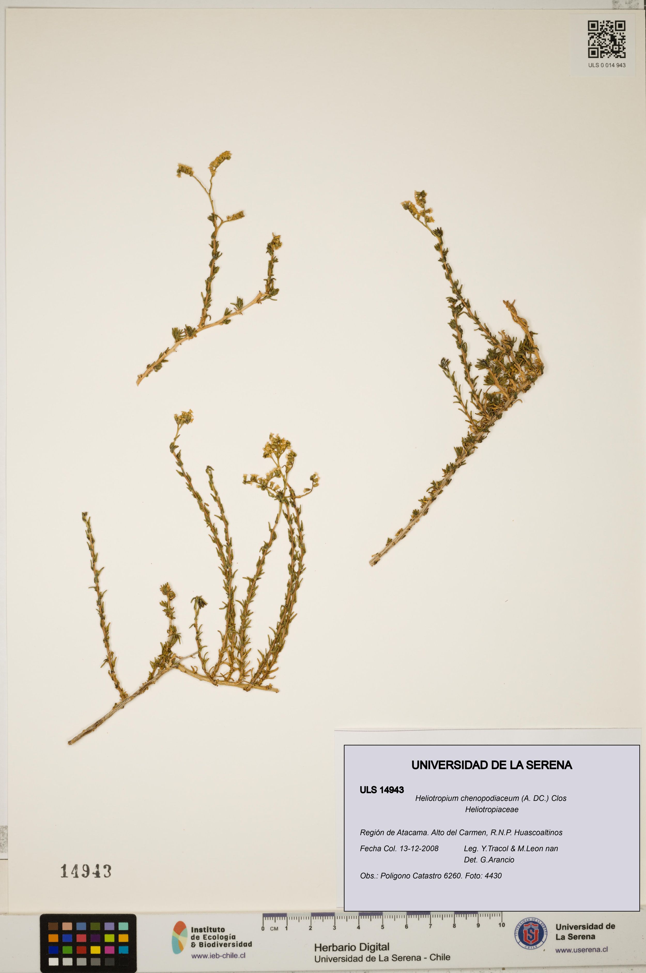 Heliotropium chenopodiaceum [Espécimen: ]