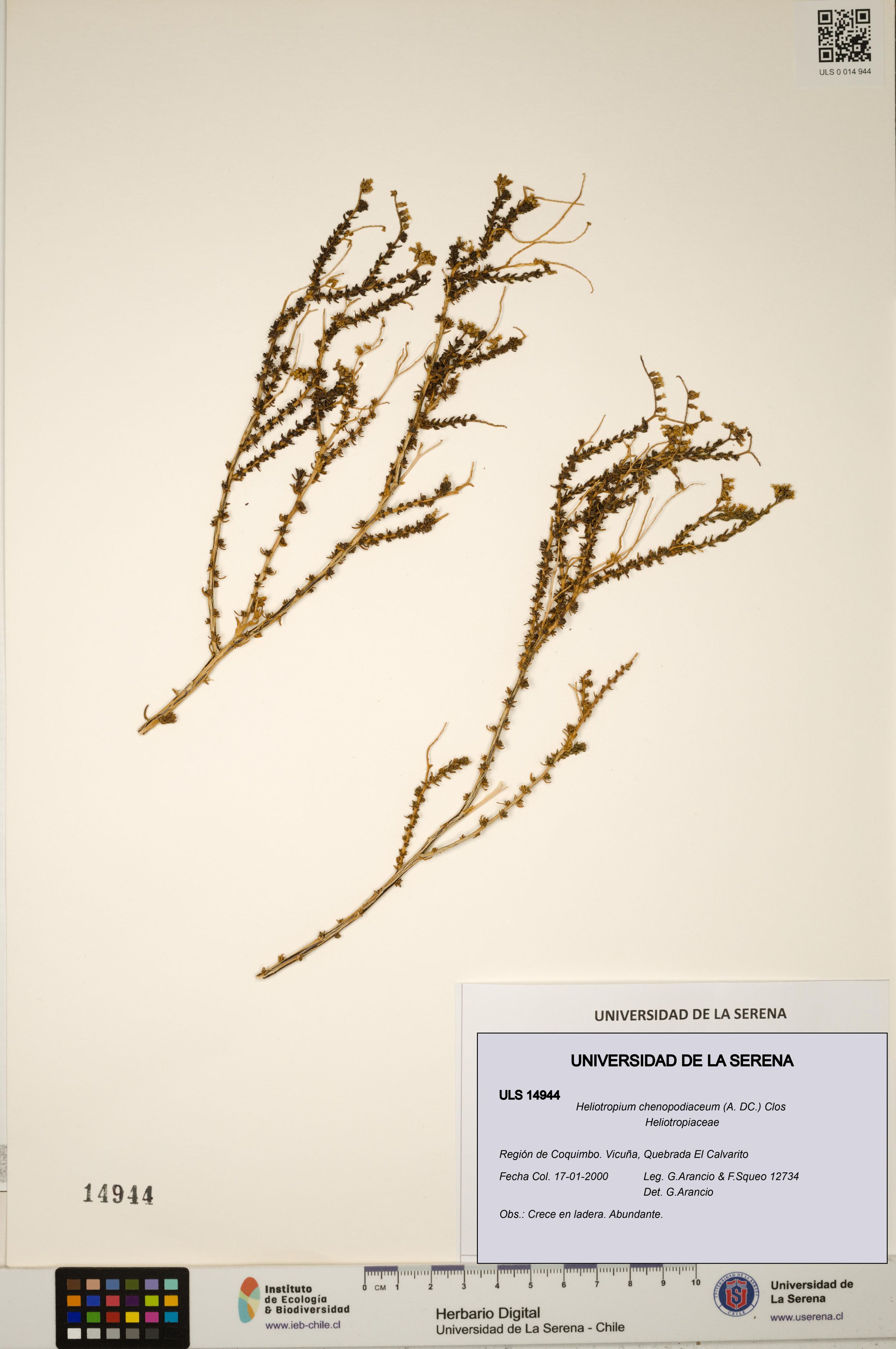 Heliotropium chenopodiaceum [Espécimen: ]