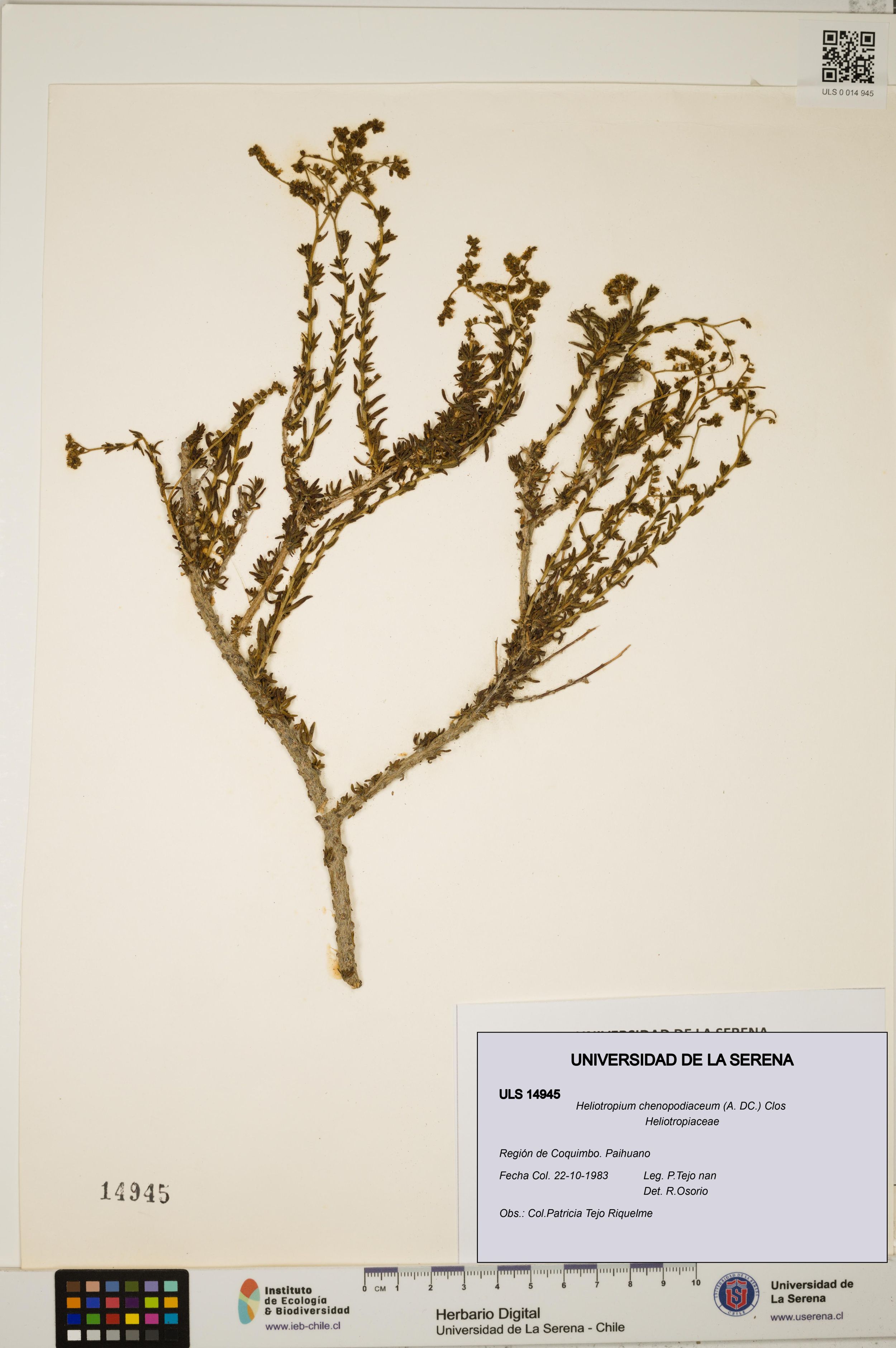Heliotropium chenopodiaceum [Espécimen: ]