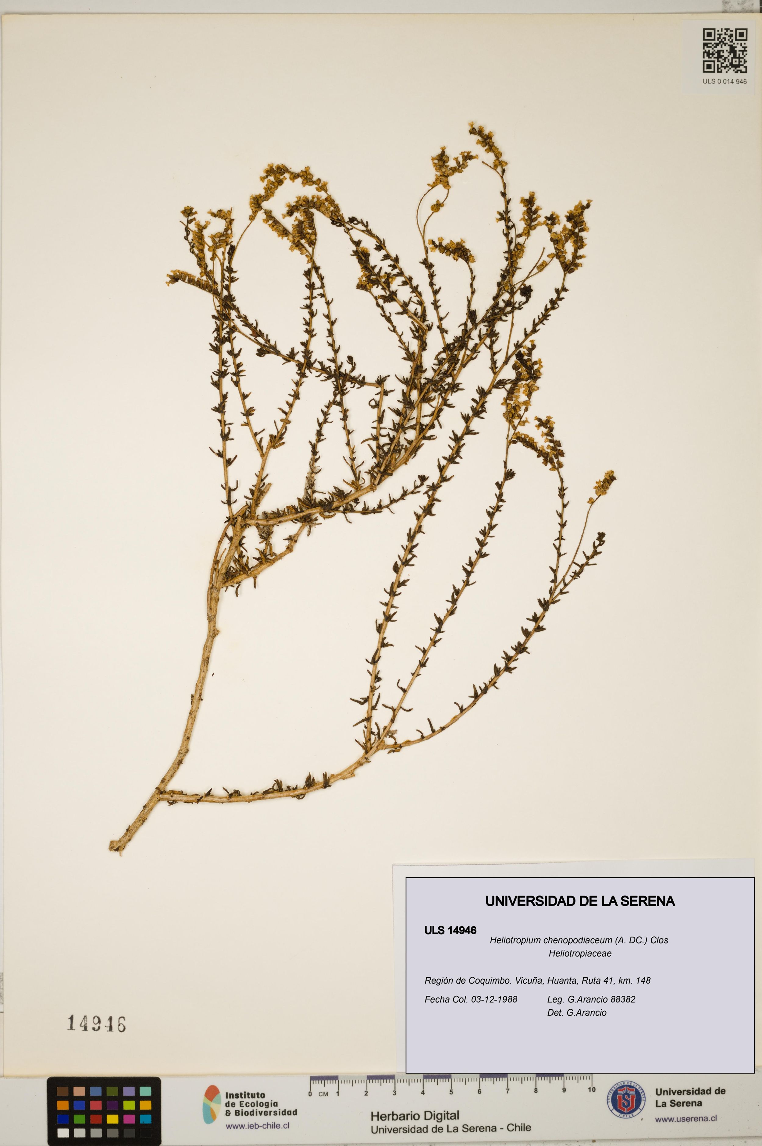 Heliotropium chenopodiaceum [Espécimen: ]