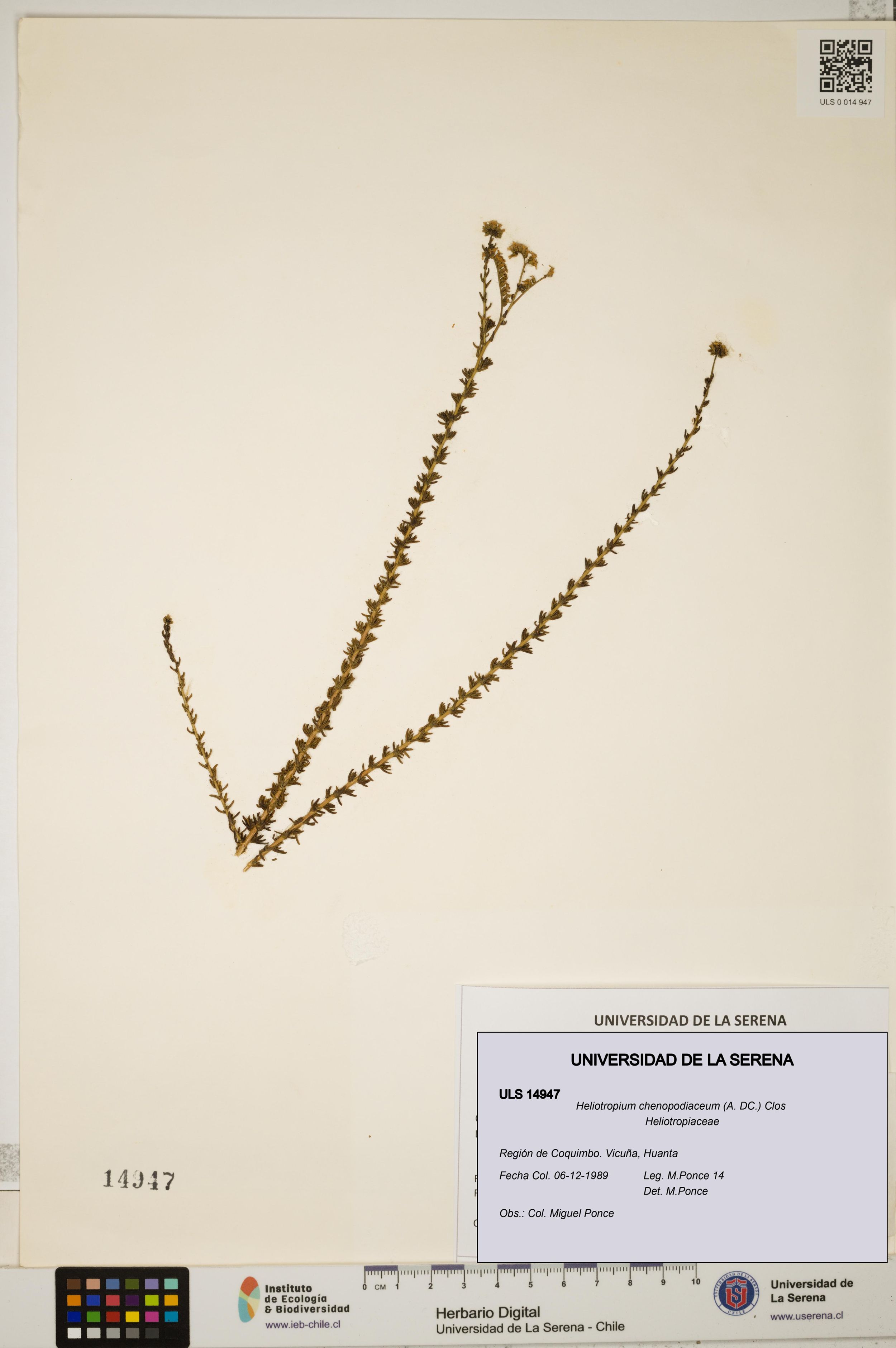Heliotropium chenopodiaceum [Espécimen: ]