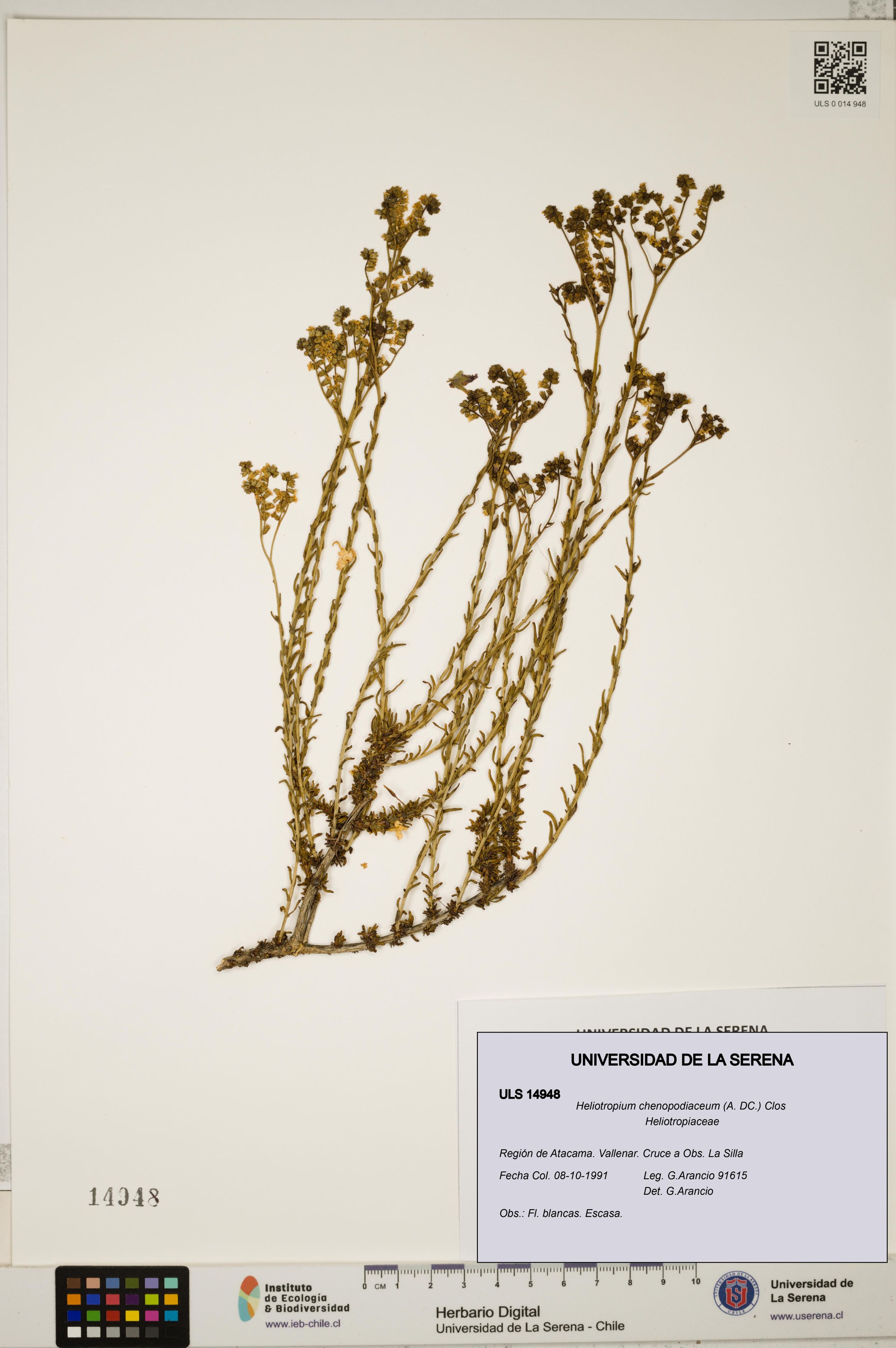 Heliotropium chenopodiaceum [Espécimen: ]