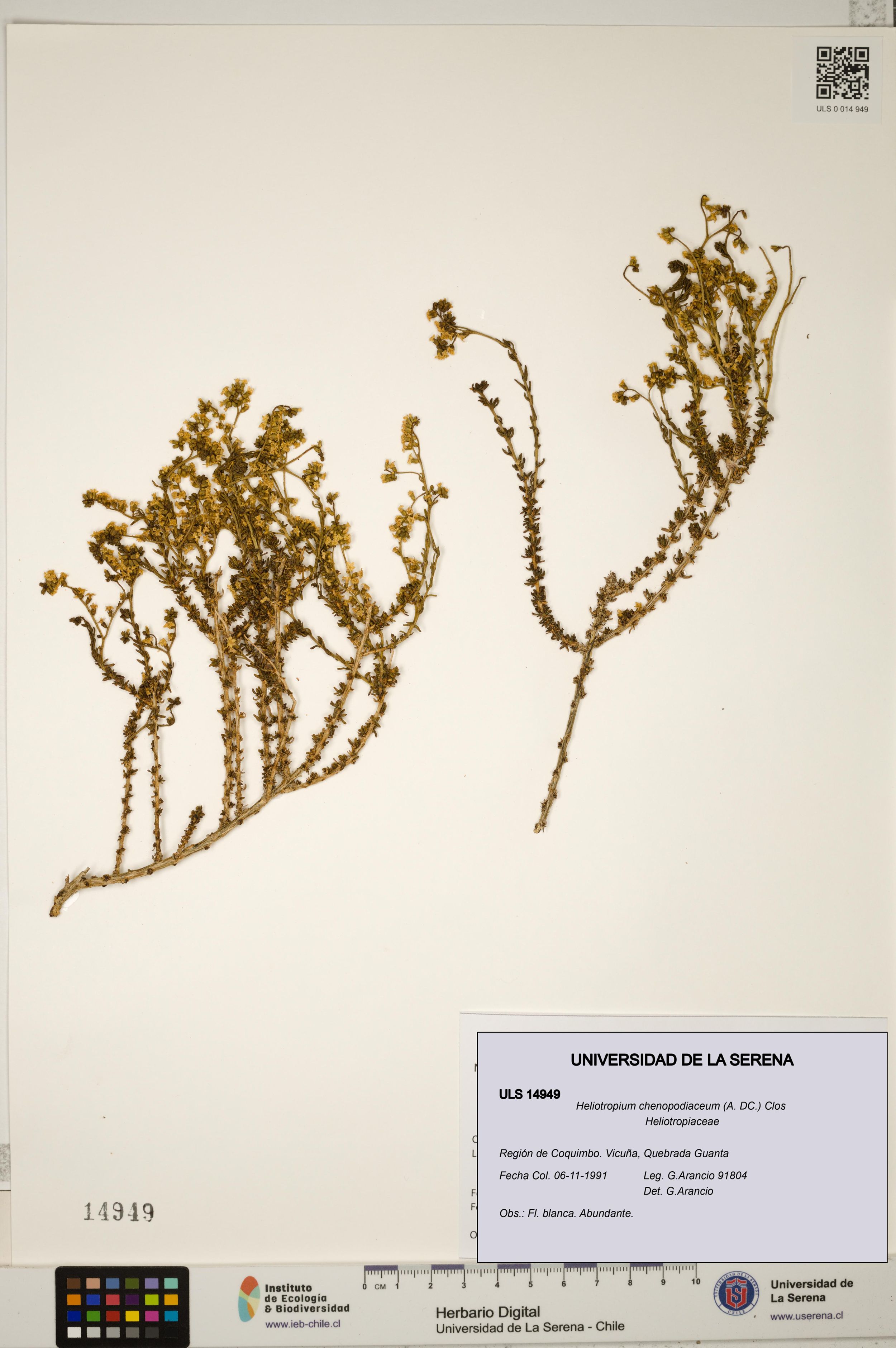 Heliotropium chenopodiaceum [Espécimen: ]