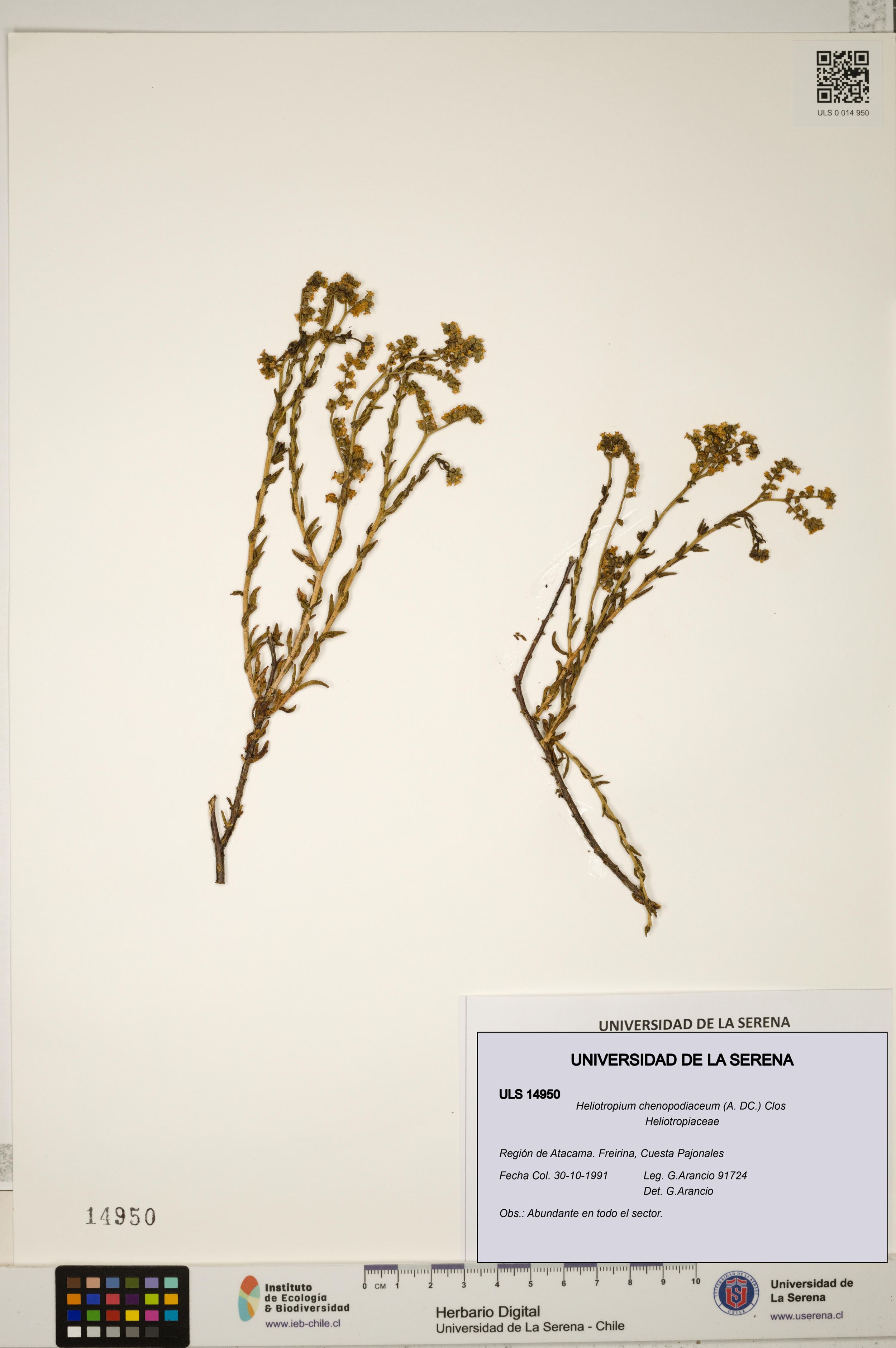 Heliotropium chenopodiaceum [Espécimen: ]