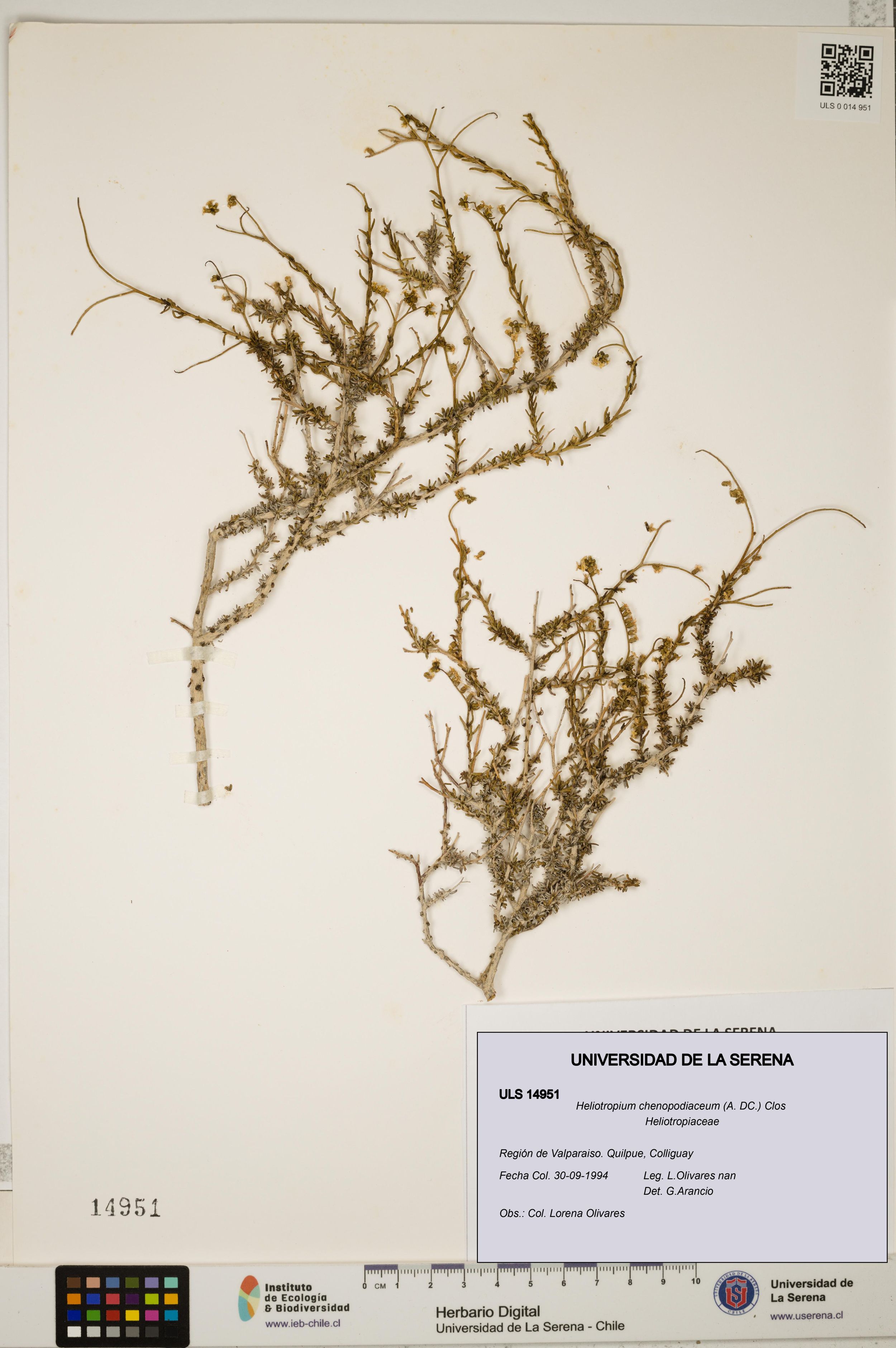 Heliotropium chenopodiaceum [Espécimen: ]