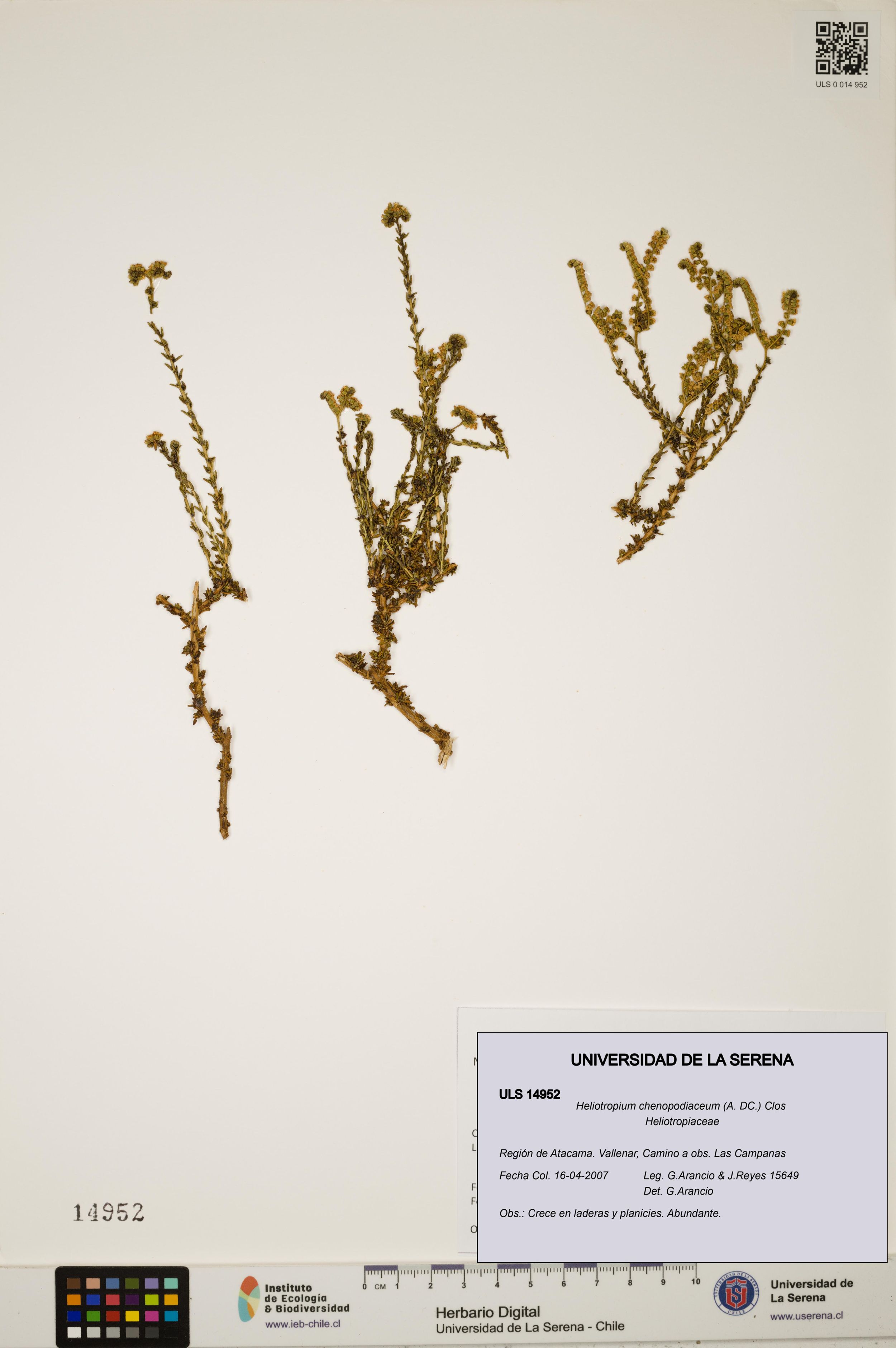 Heliotropium chenopodiaceum [Espécimen: ]