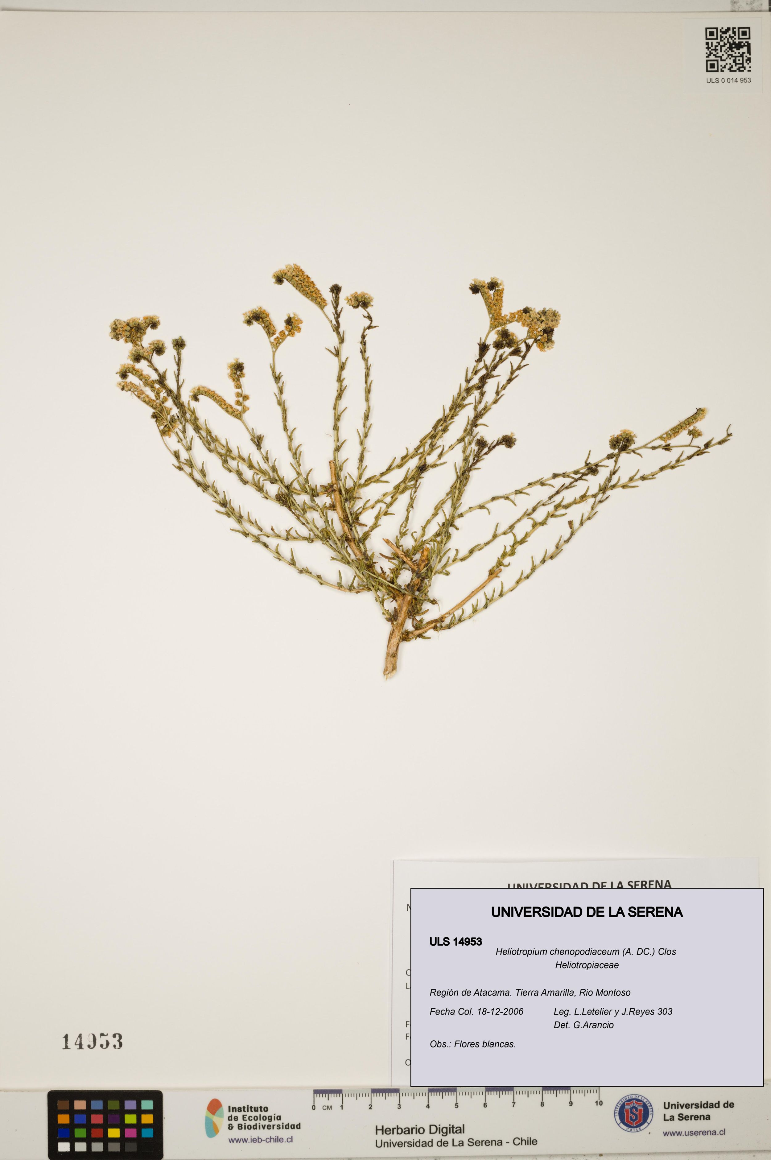 Heliotropium chenopodiaceum [Espécimen: ]