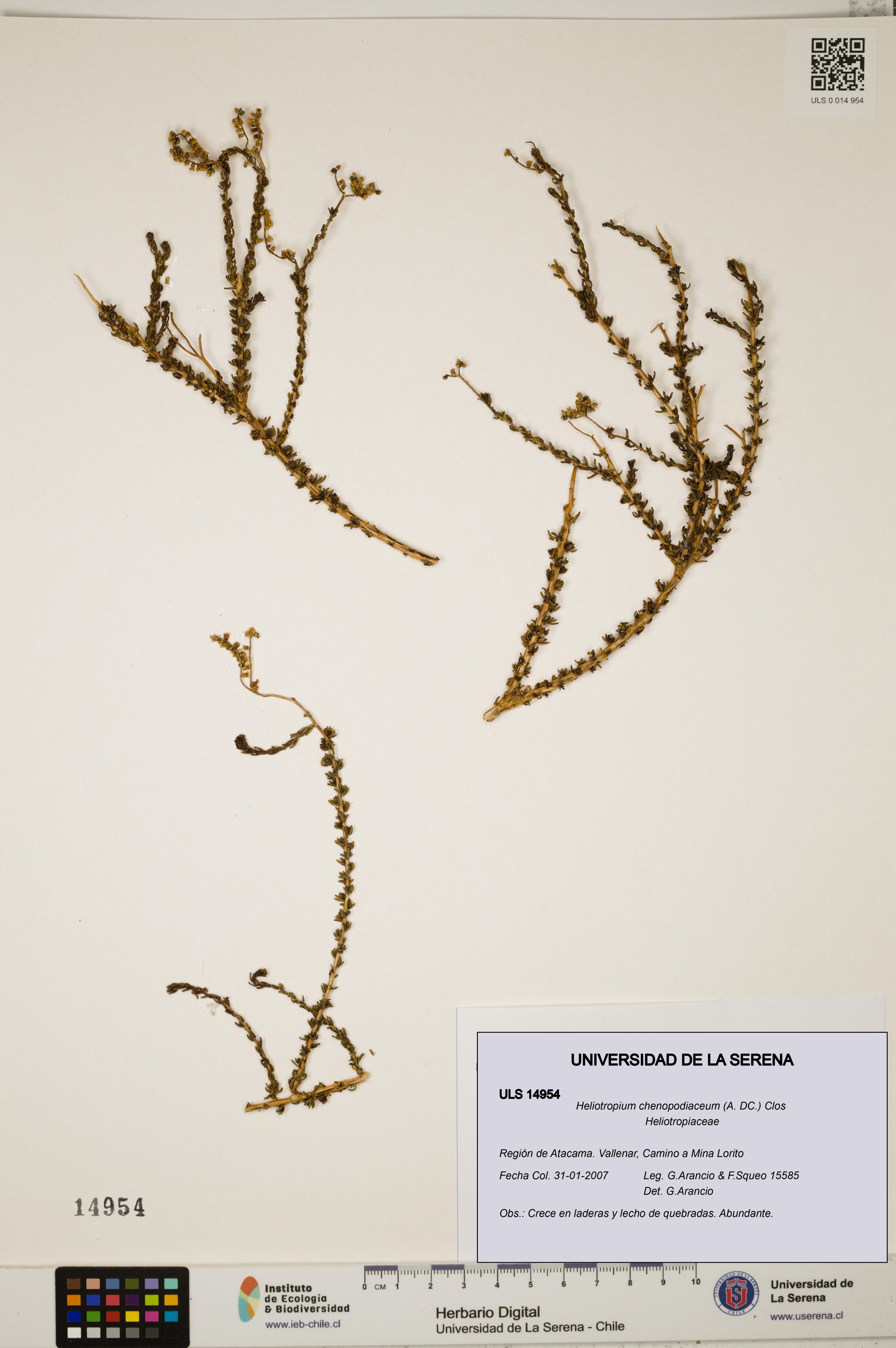 Heliotropium chenopodiaceum [Espécimen: ]