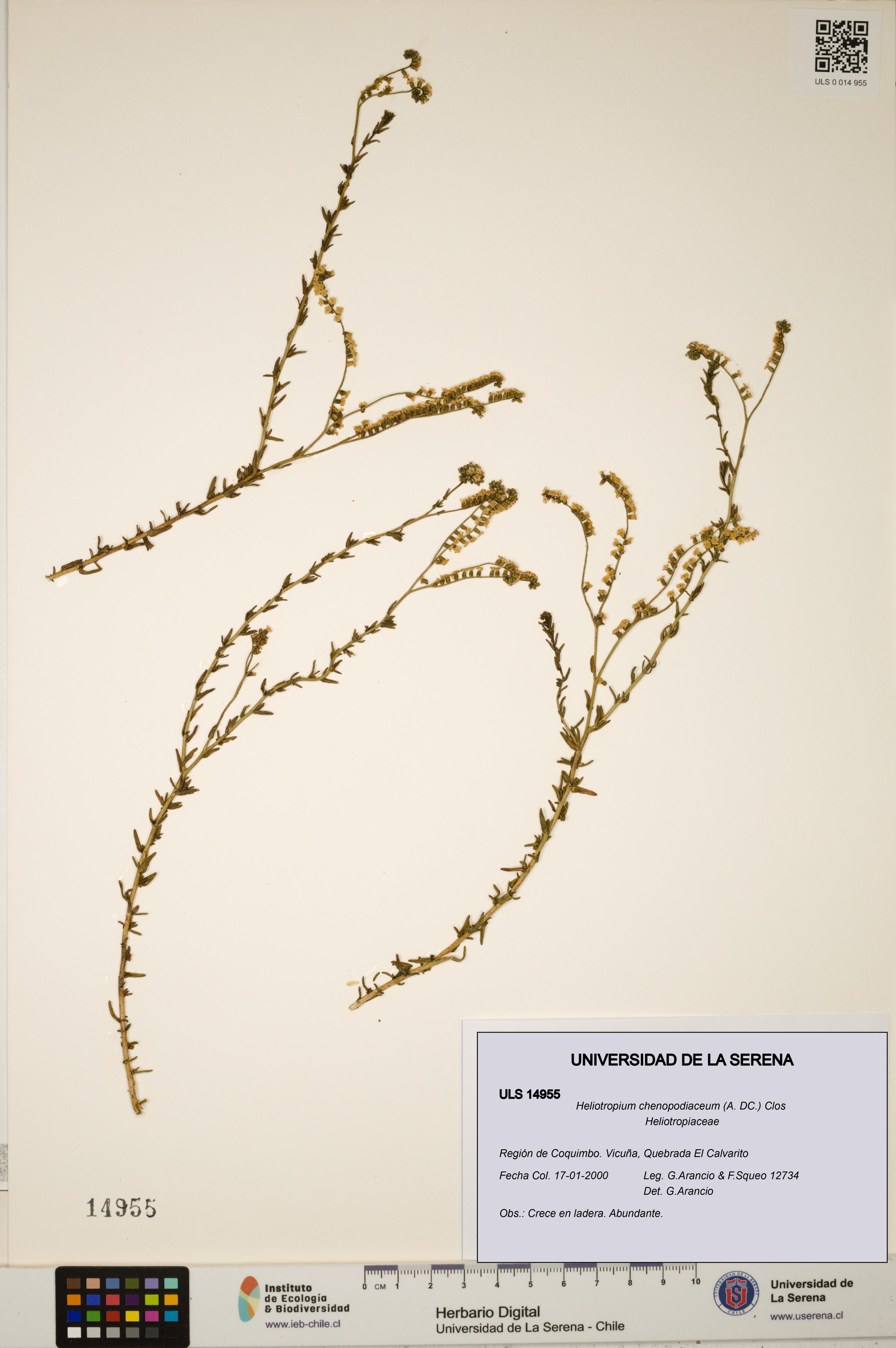 Heliotropium chenopodiaceum [Espécimen: ]