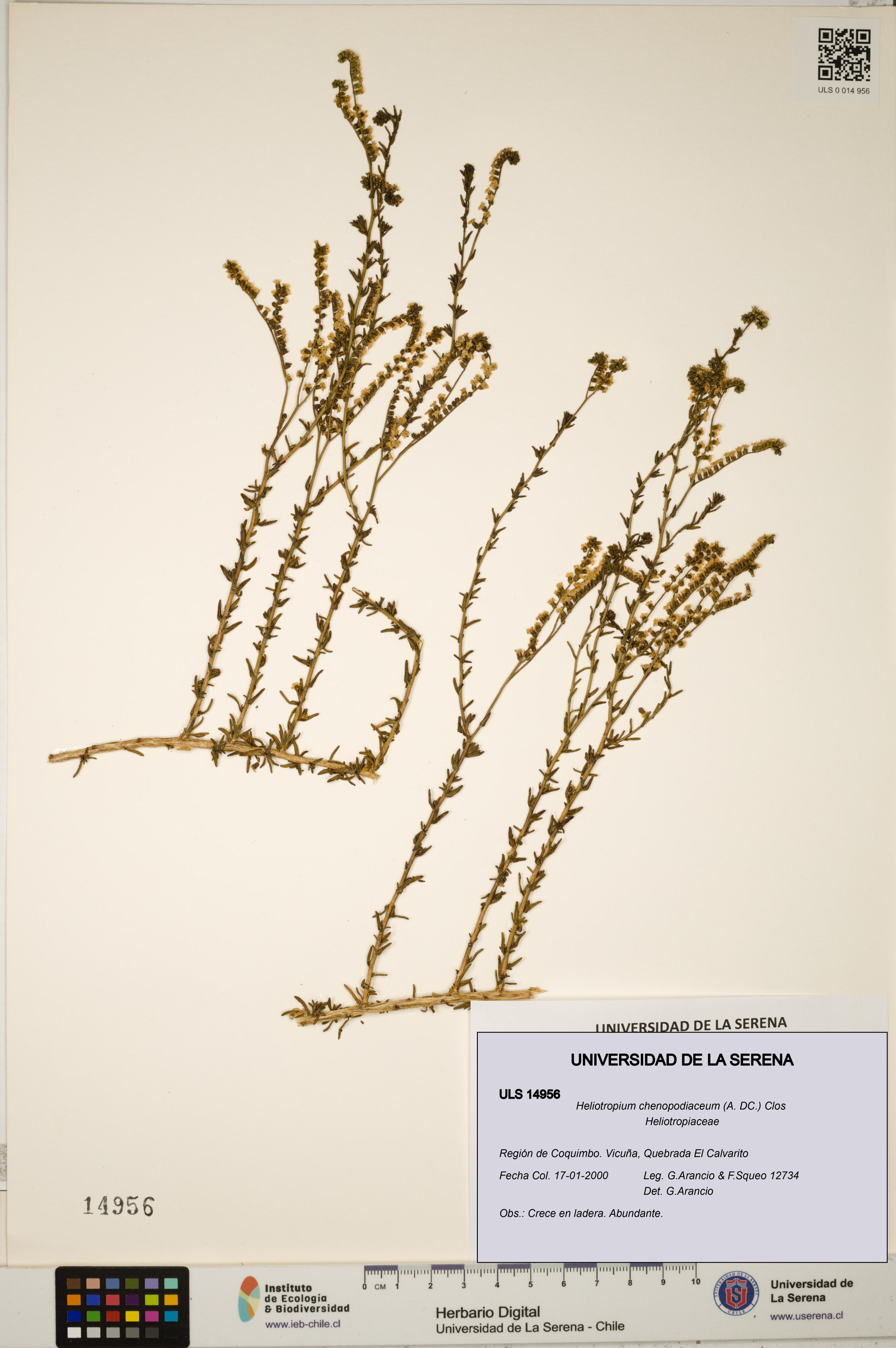 Heliotropium chenopodiaceum [Espécimen: ]