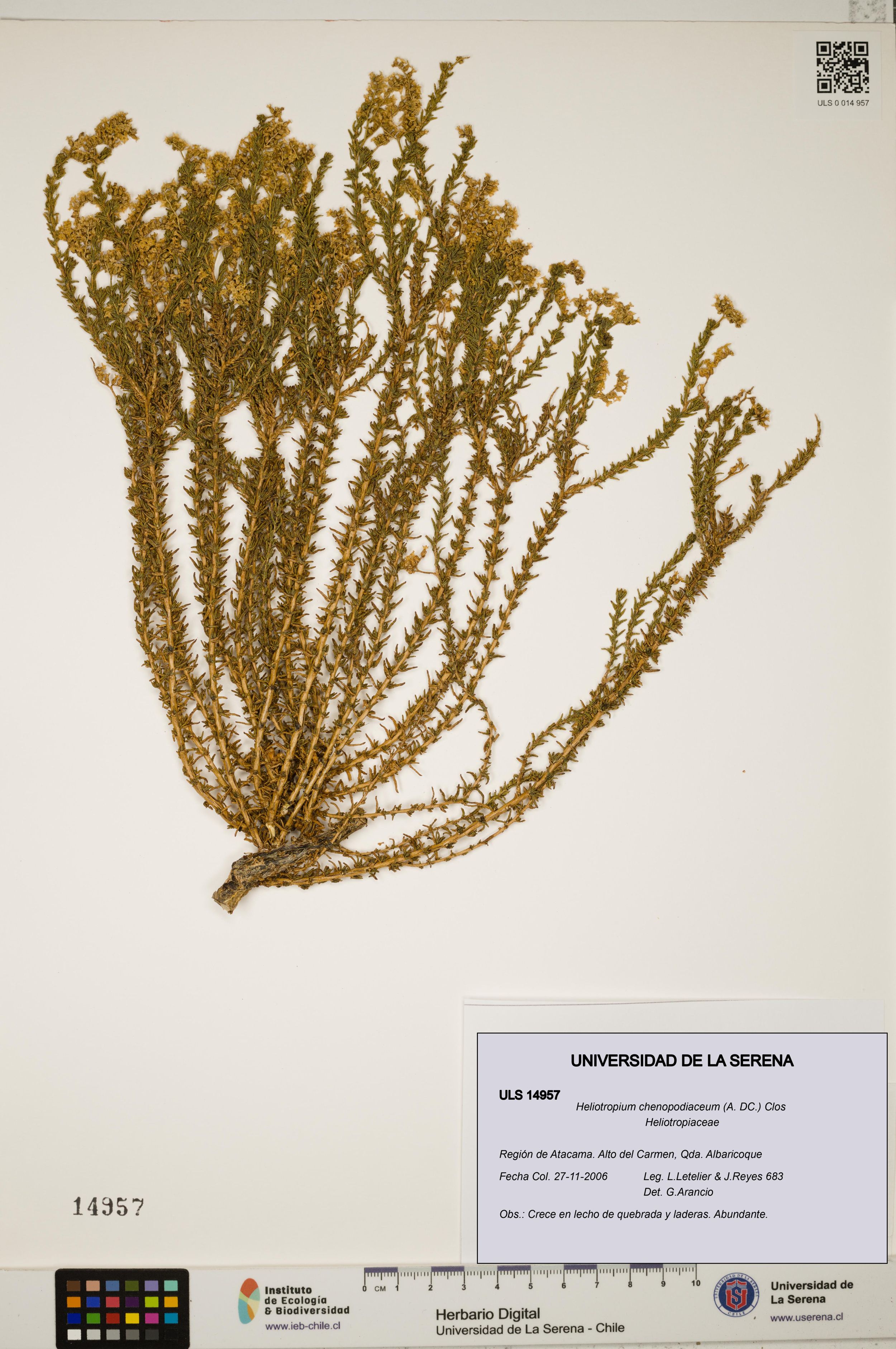 Heliotropium chenopodiaceum [Espécimen: ]