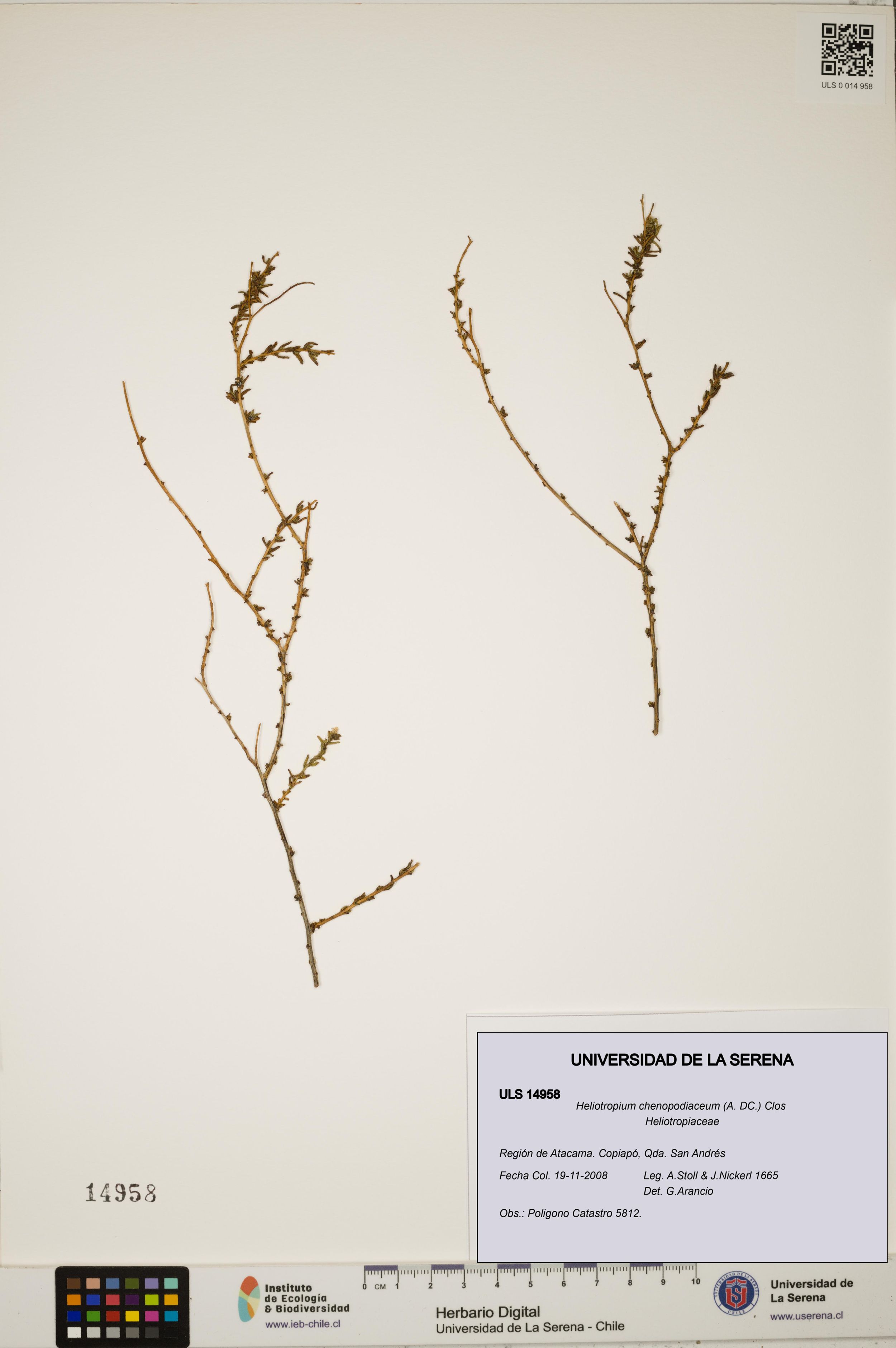 Heliotropium chenopodiaceum [Espécimen: ]