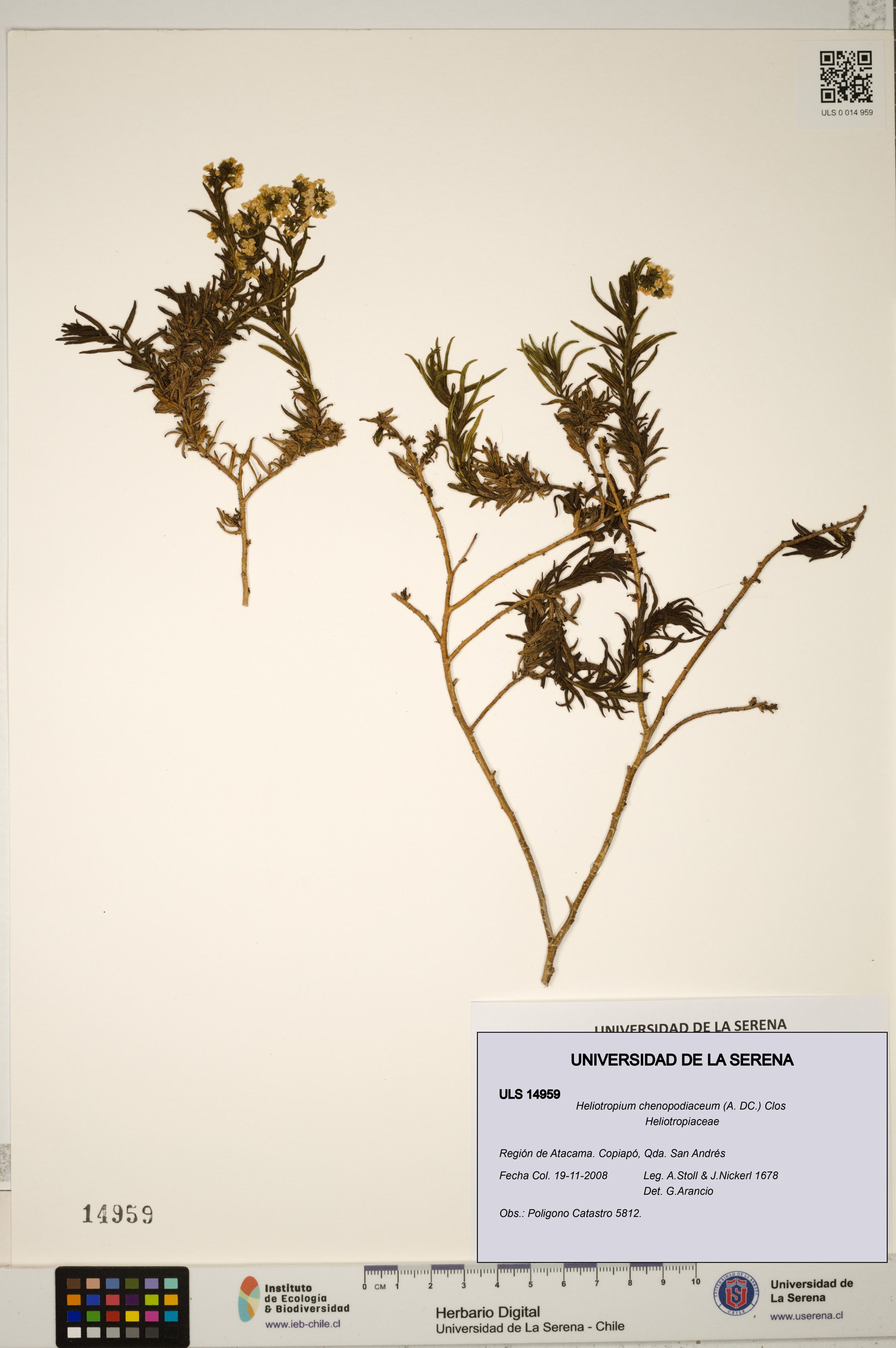 Heliotropium chenopodiaceum [Espécimen: ]