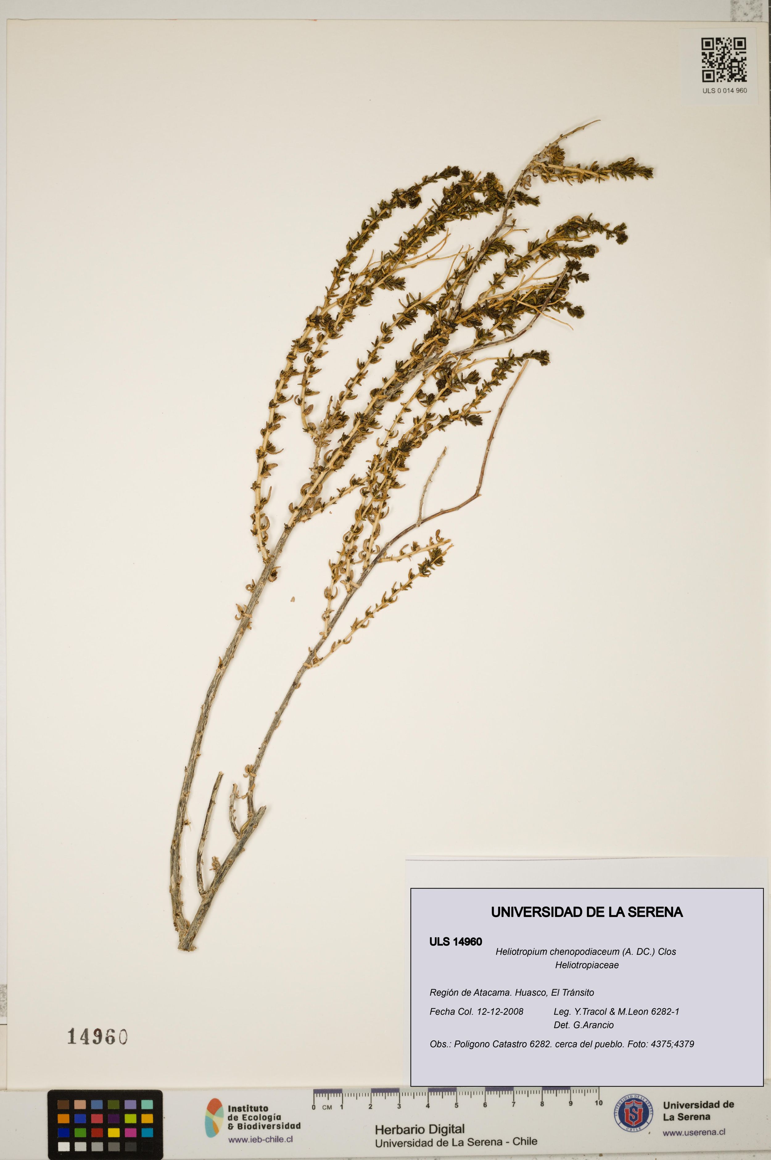 Heliotropium chenopodiaceum [Espécimen: ]