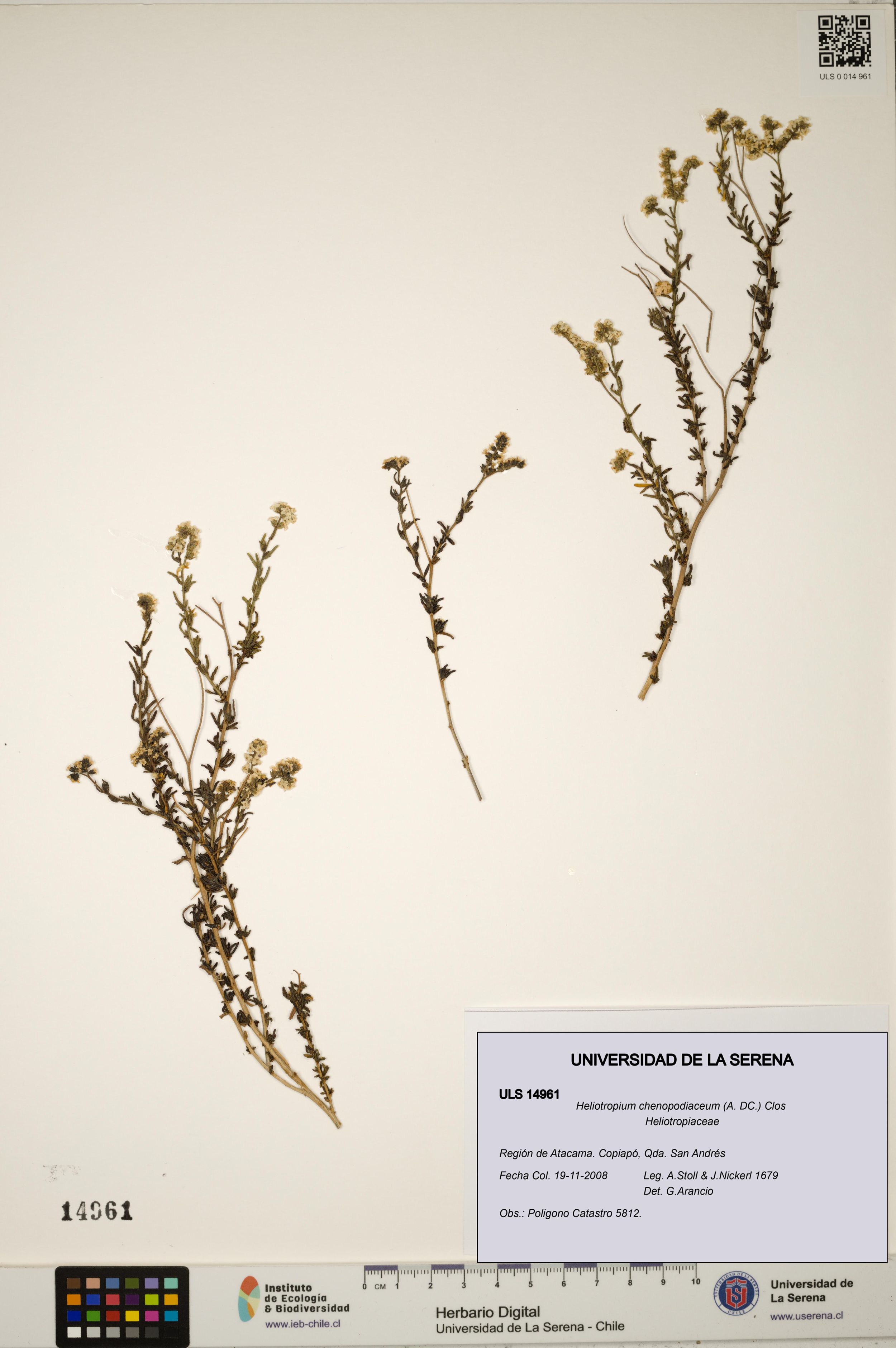Heliotropium chenopodiaceum [Espécimen: ]