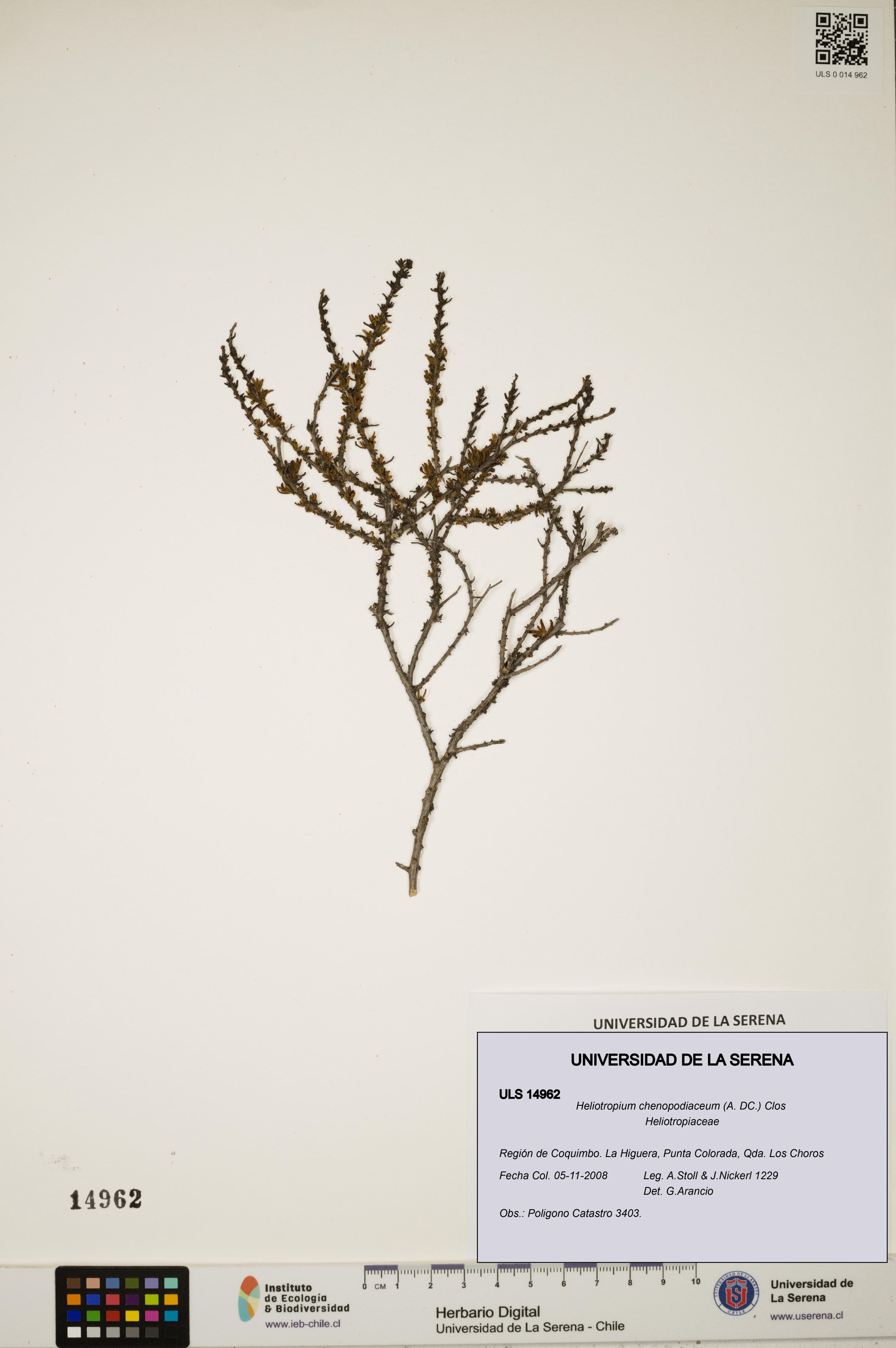 Heliotropium chenopodiaceum [Espécimen: ]