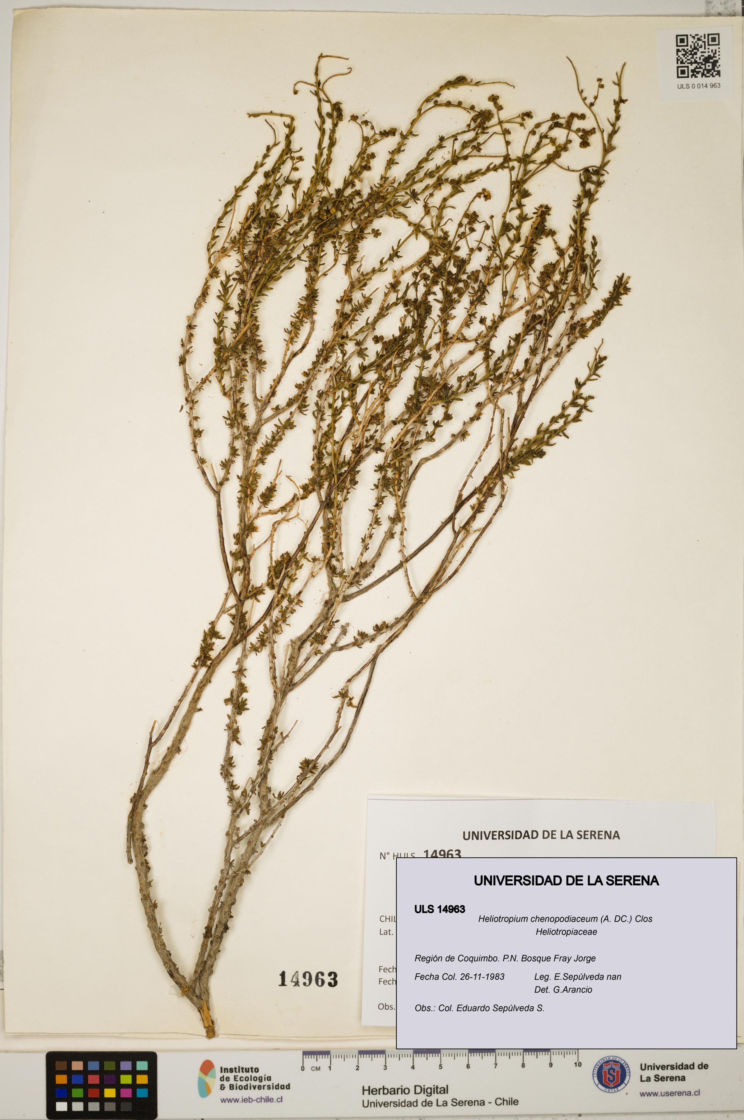 Heliotropium chenopodiaceum [Espécimen: ]