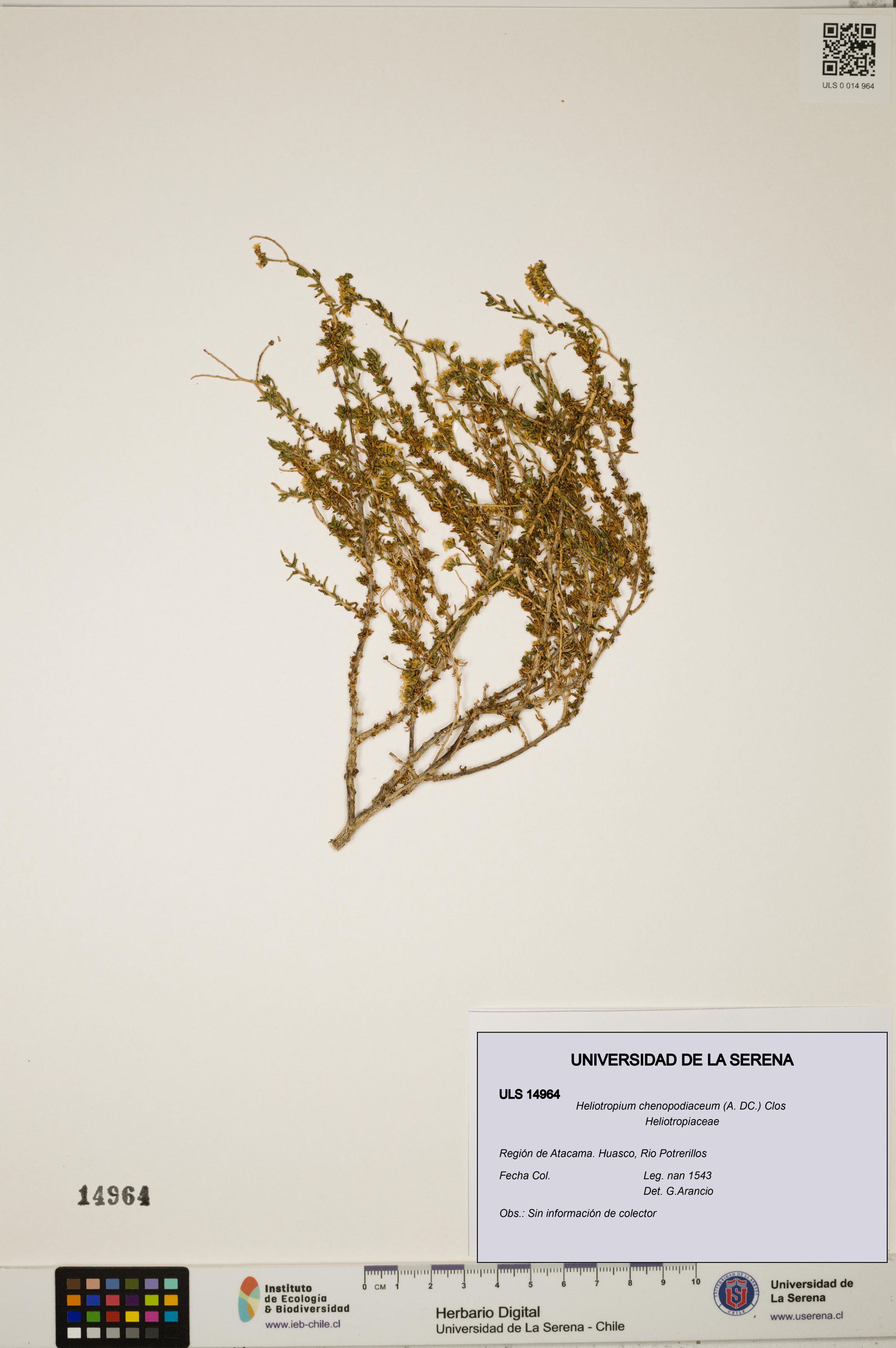 Heliotropium chenopodiaceum [Espécimen: ]