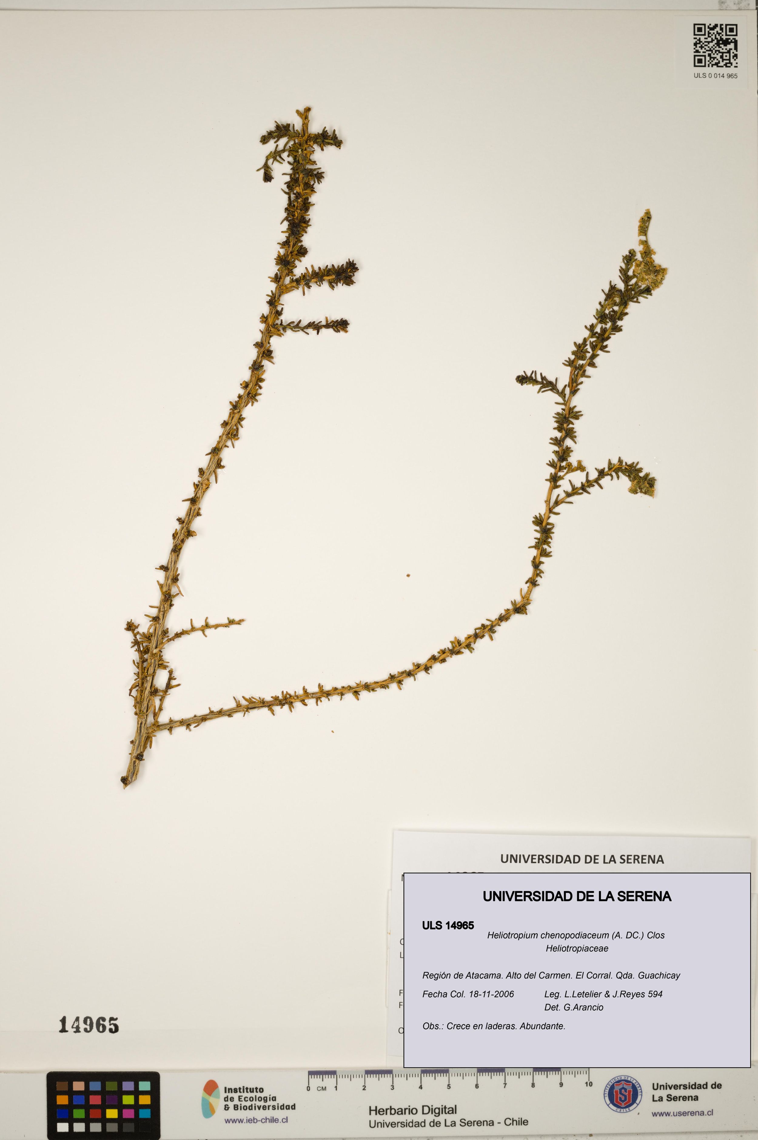 Heliotropium chenopodiaceum [Espécimen: ]