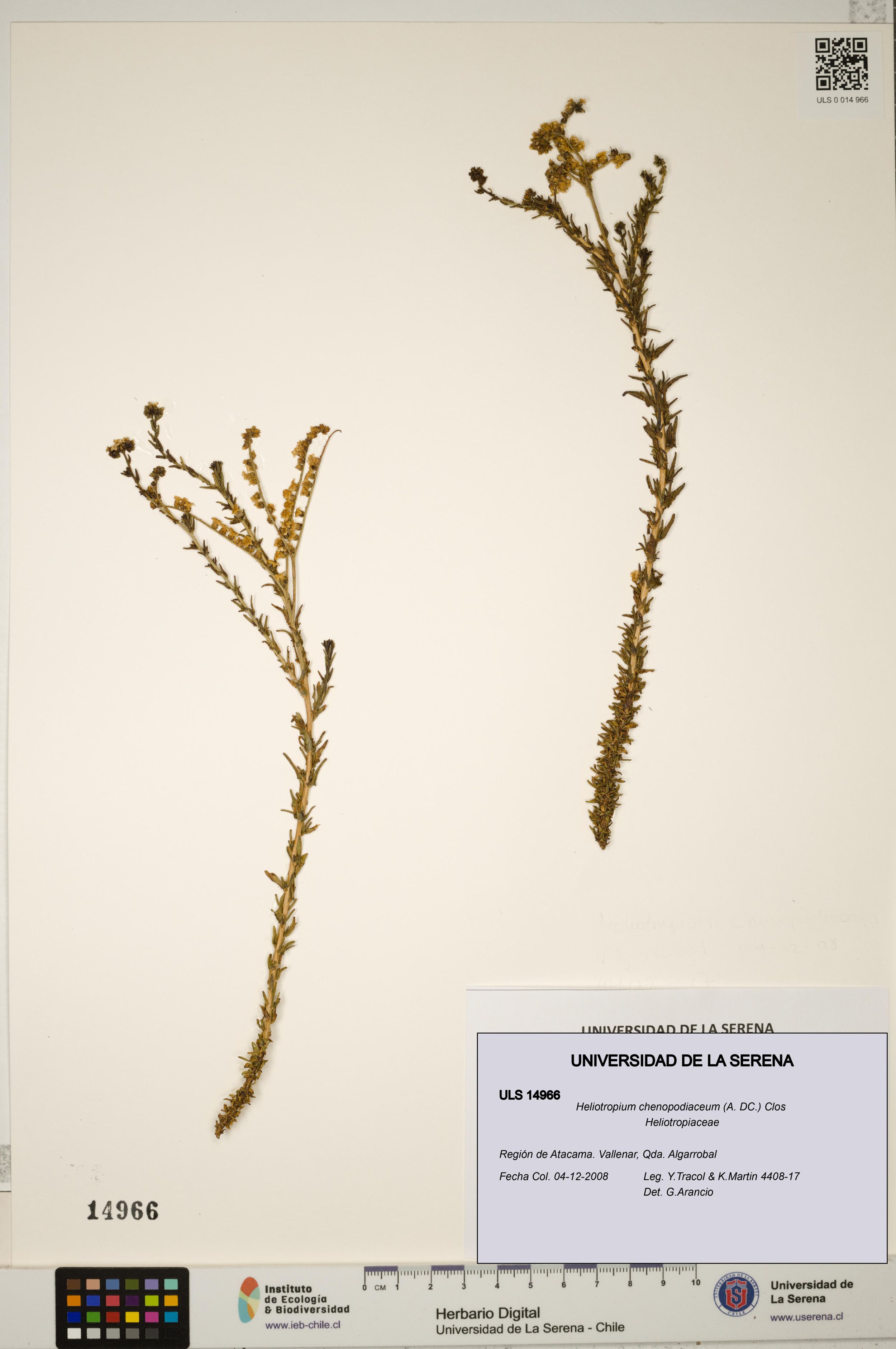 Heliotropium chenopodiaceum [Espécimen: ]