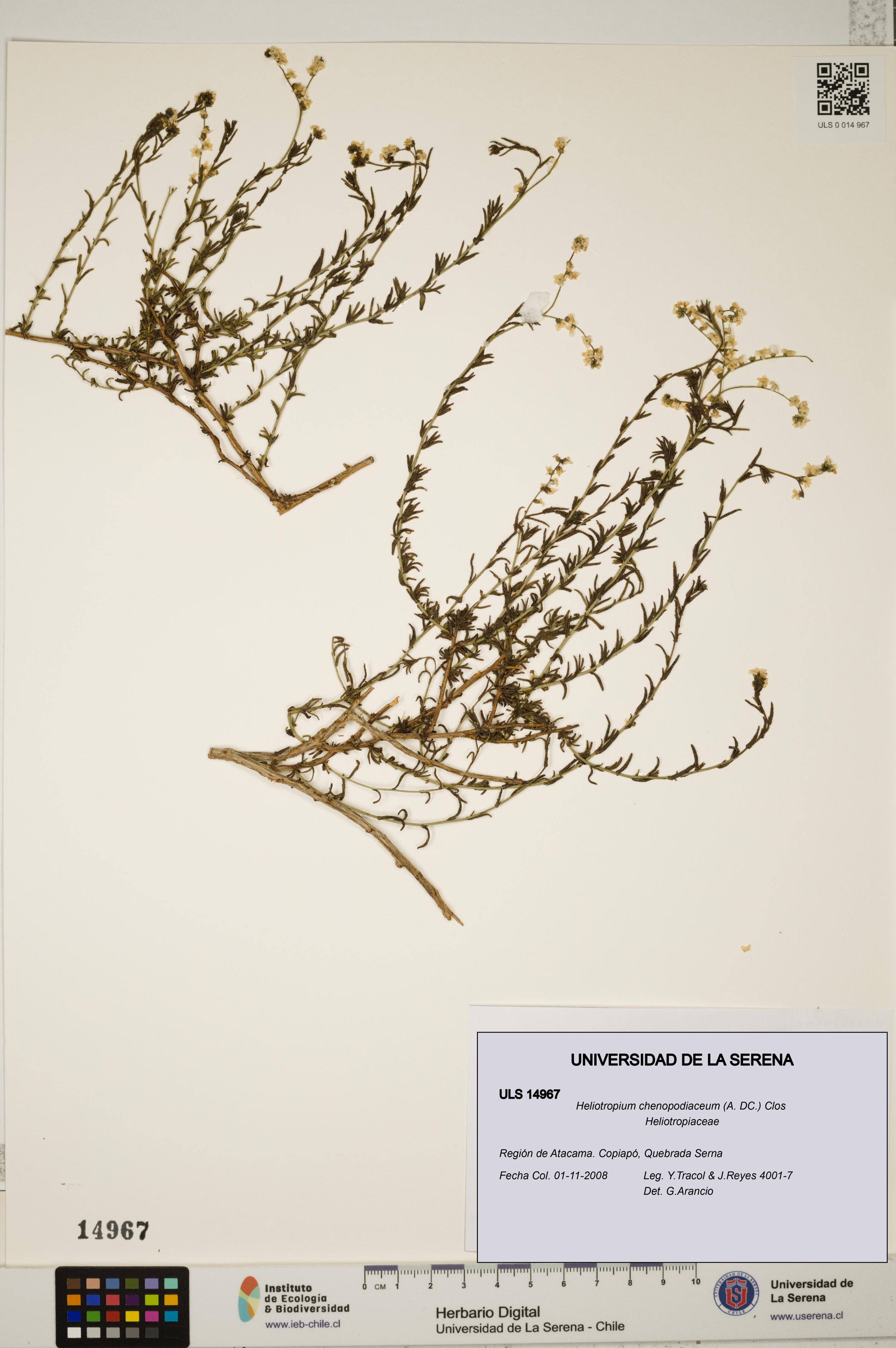 Heliotropium chenopodiaceum [Espécimen: ]