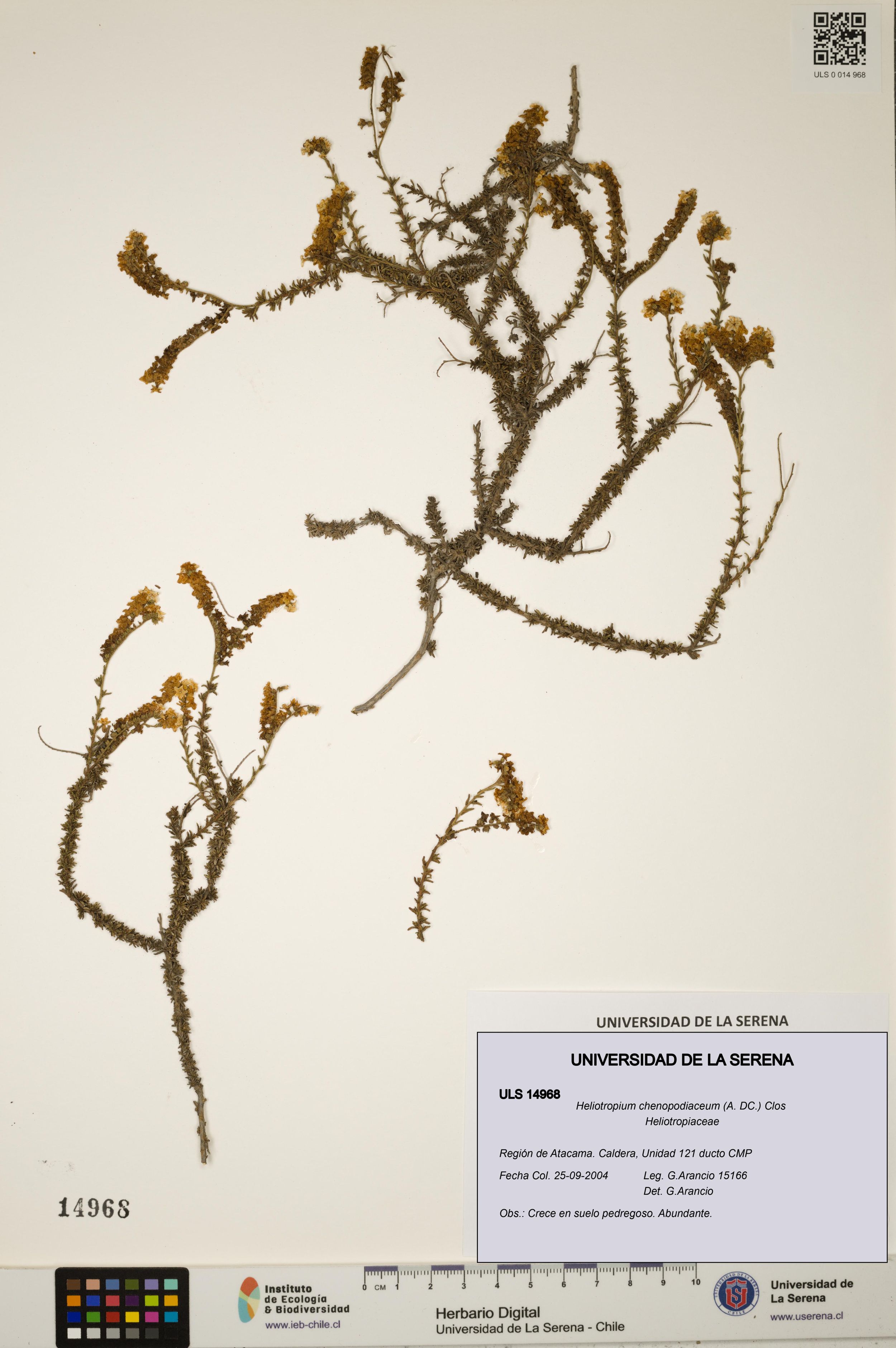 Heliotropium chenopodiaceum [Espécimen: ]
