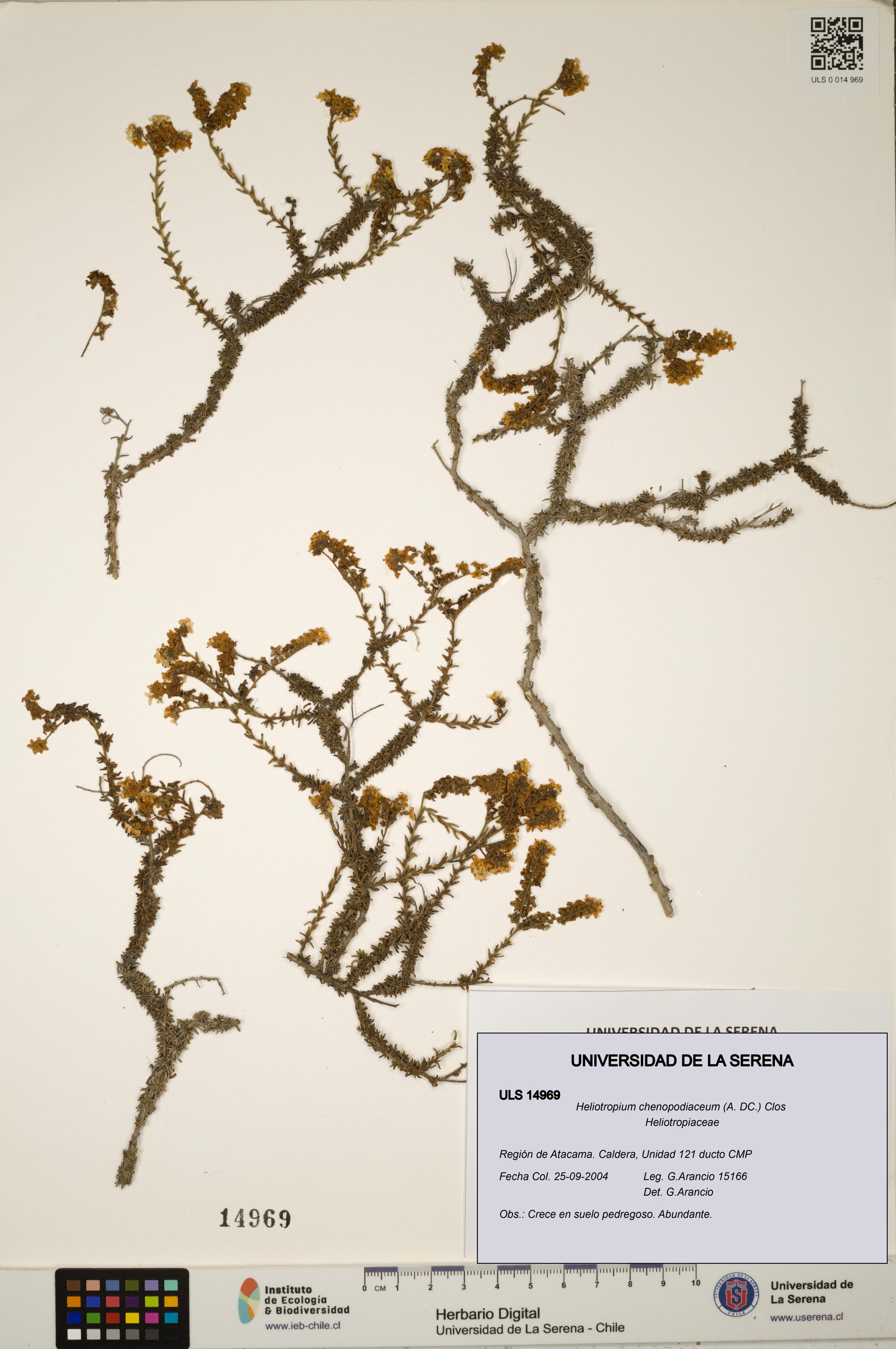 Heliotropium chenopodiaceum [Espécimen: ]
