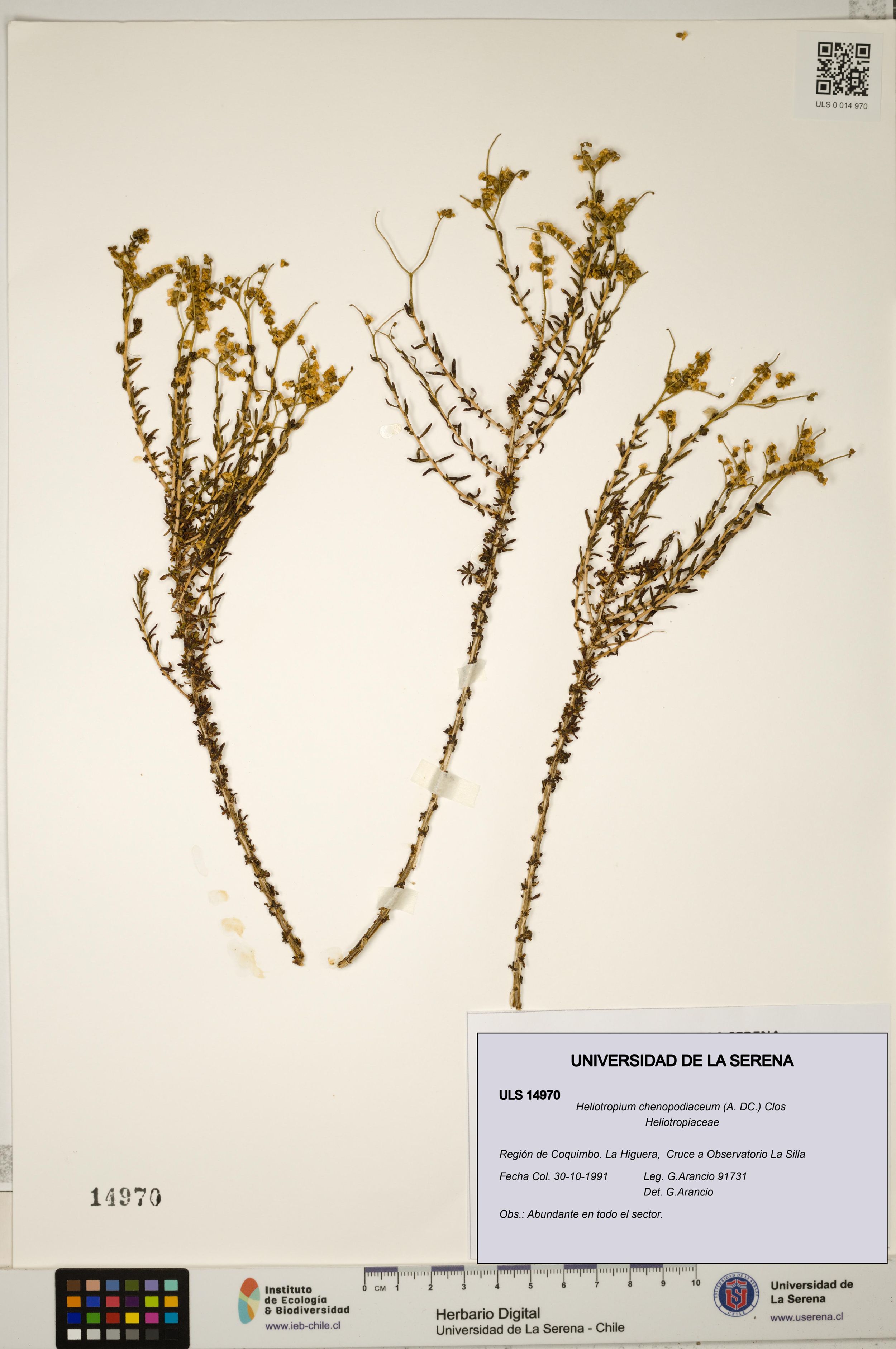 Heliotropium chenopodiaceum [Espécimen: ]