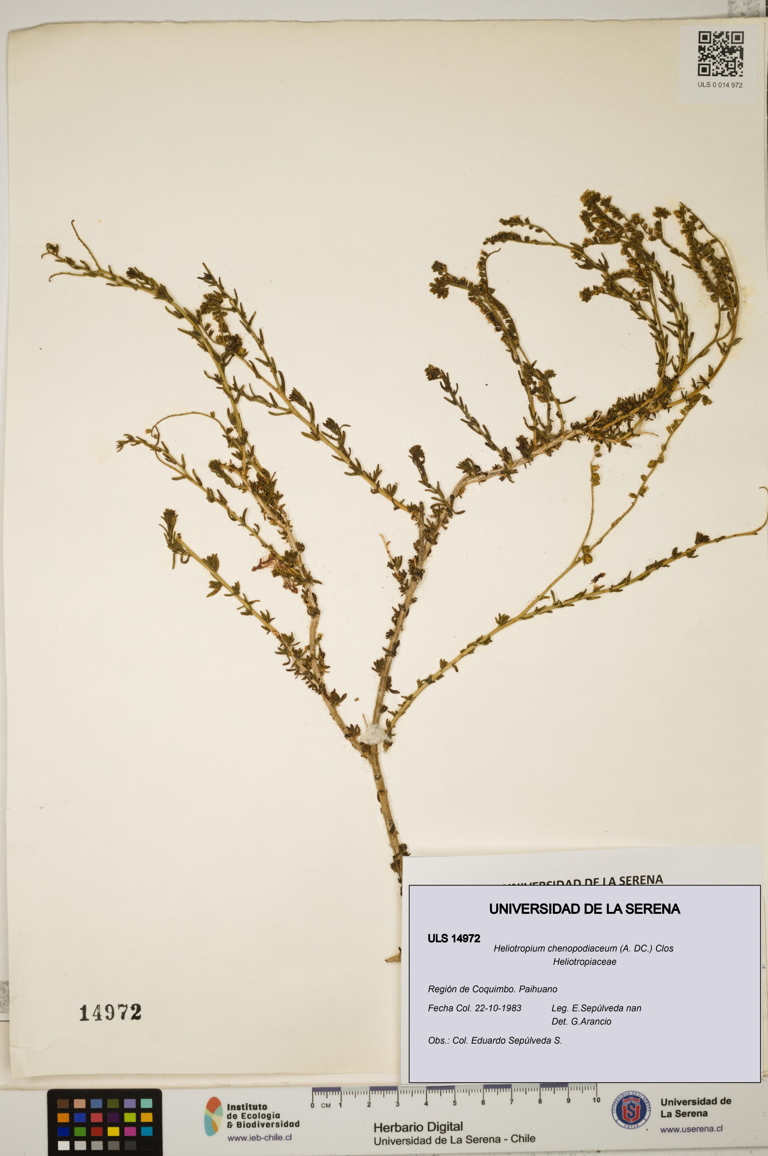 Heliotropium chenopodiaceum [Espécimen: ]