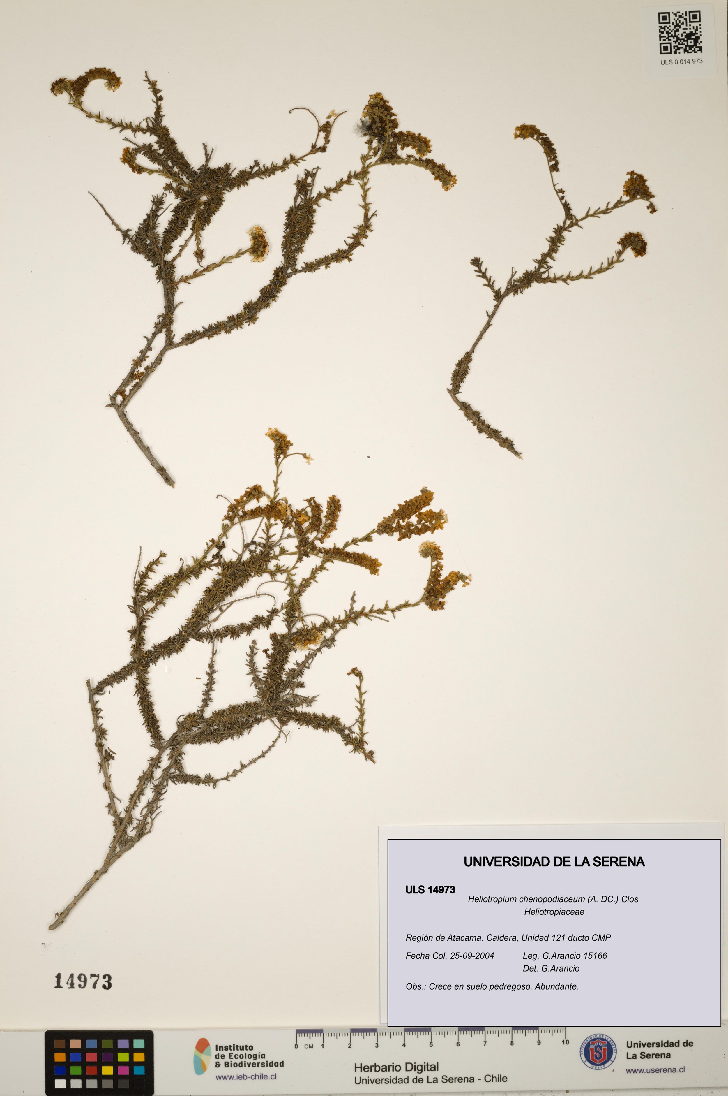 Heliotropium chenopodiaceum [Espécimen: ]