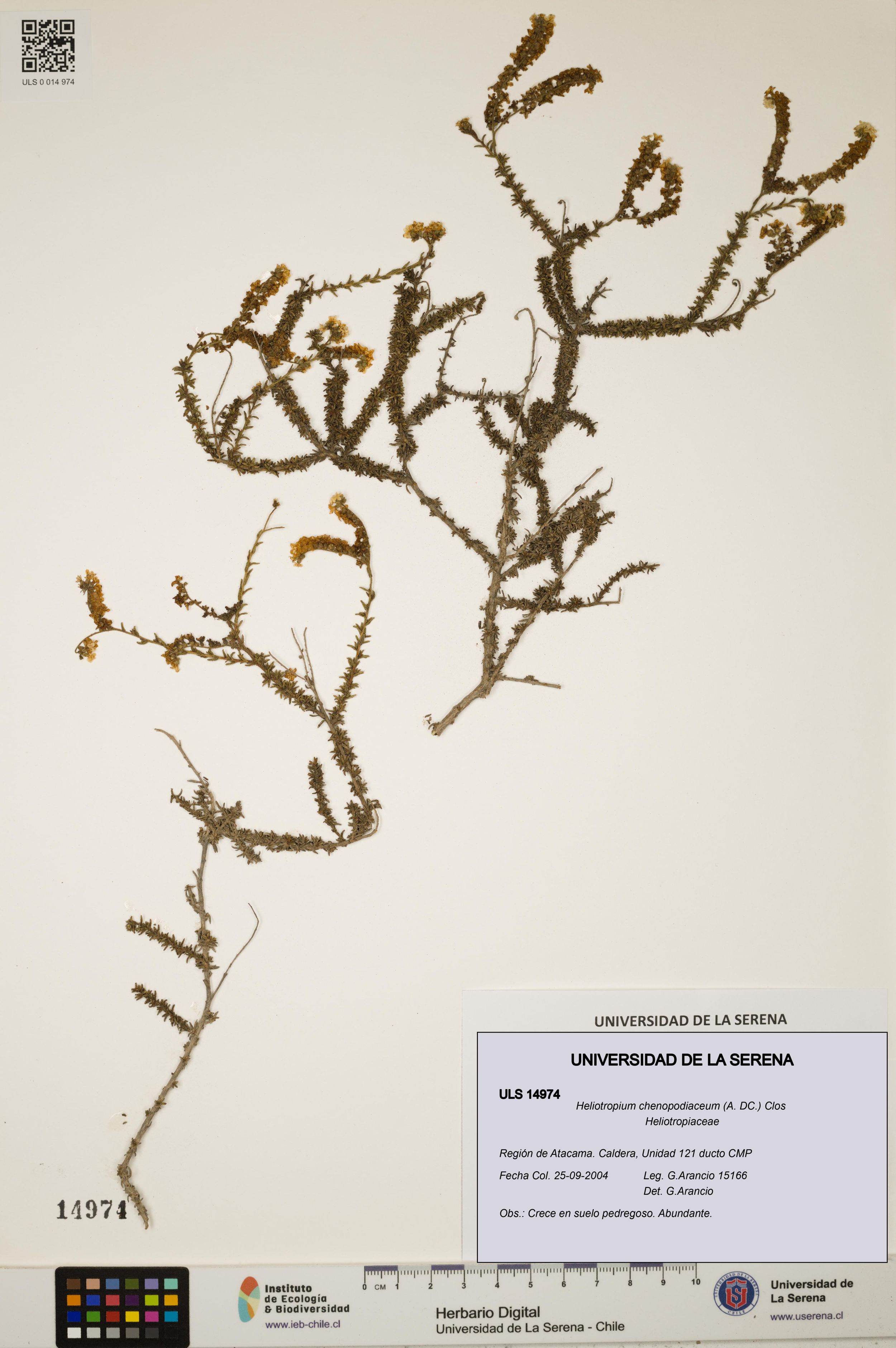 Heliotropium chenopodiaceum [Espécimen: ]