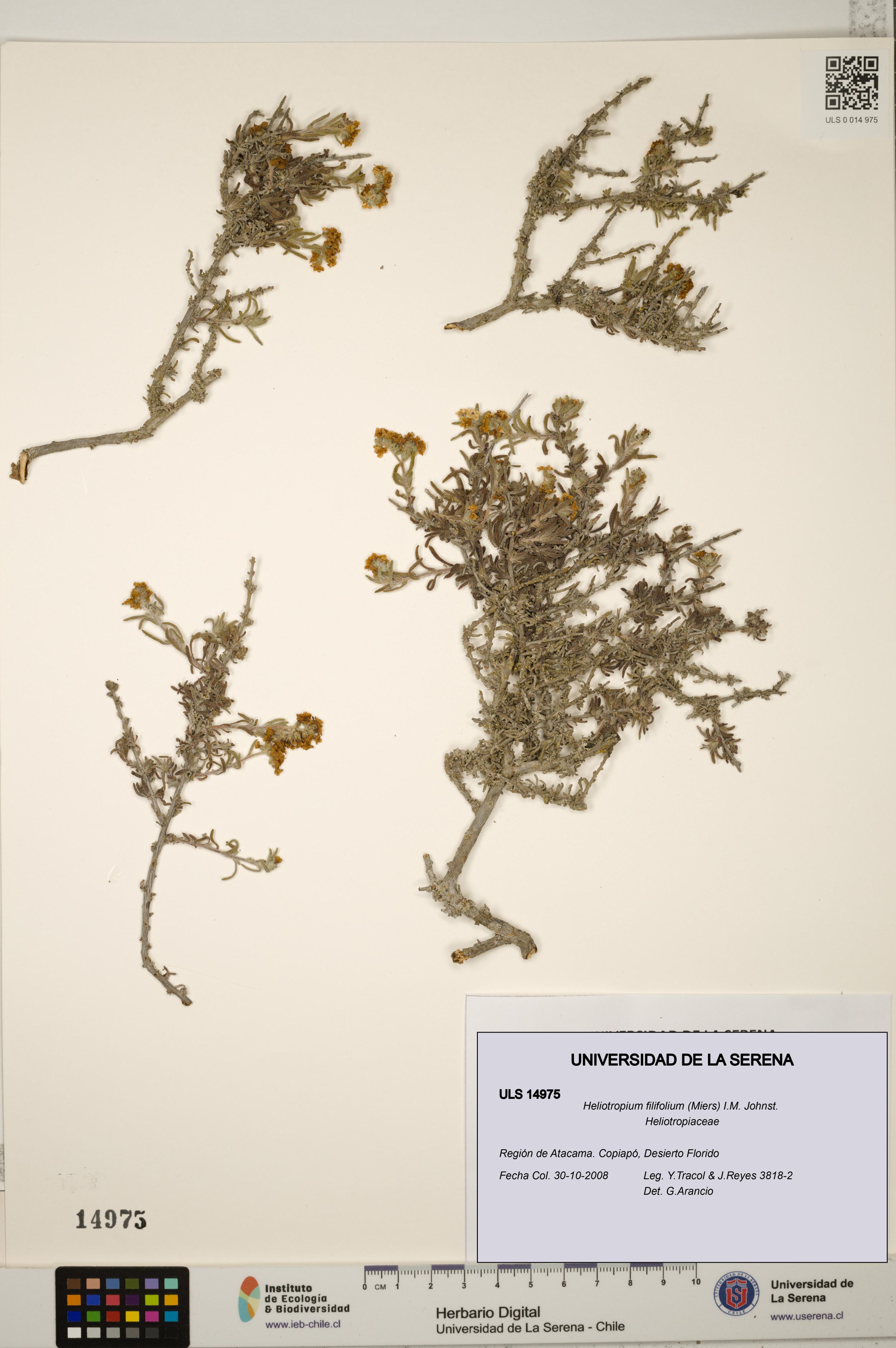 Heliotropium filifolium [Espécimen: ]