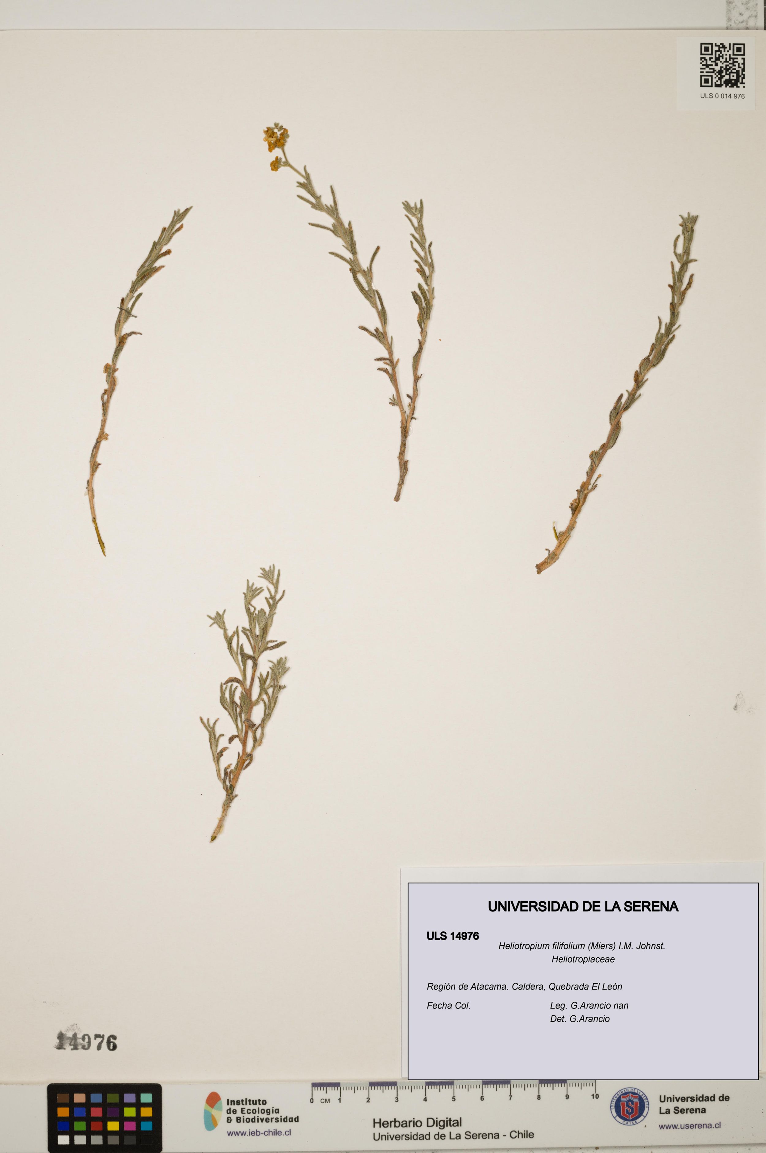 Heliotropium filifolium [Espécimen: ]