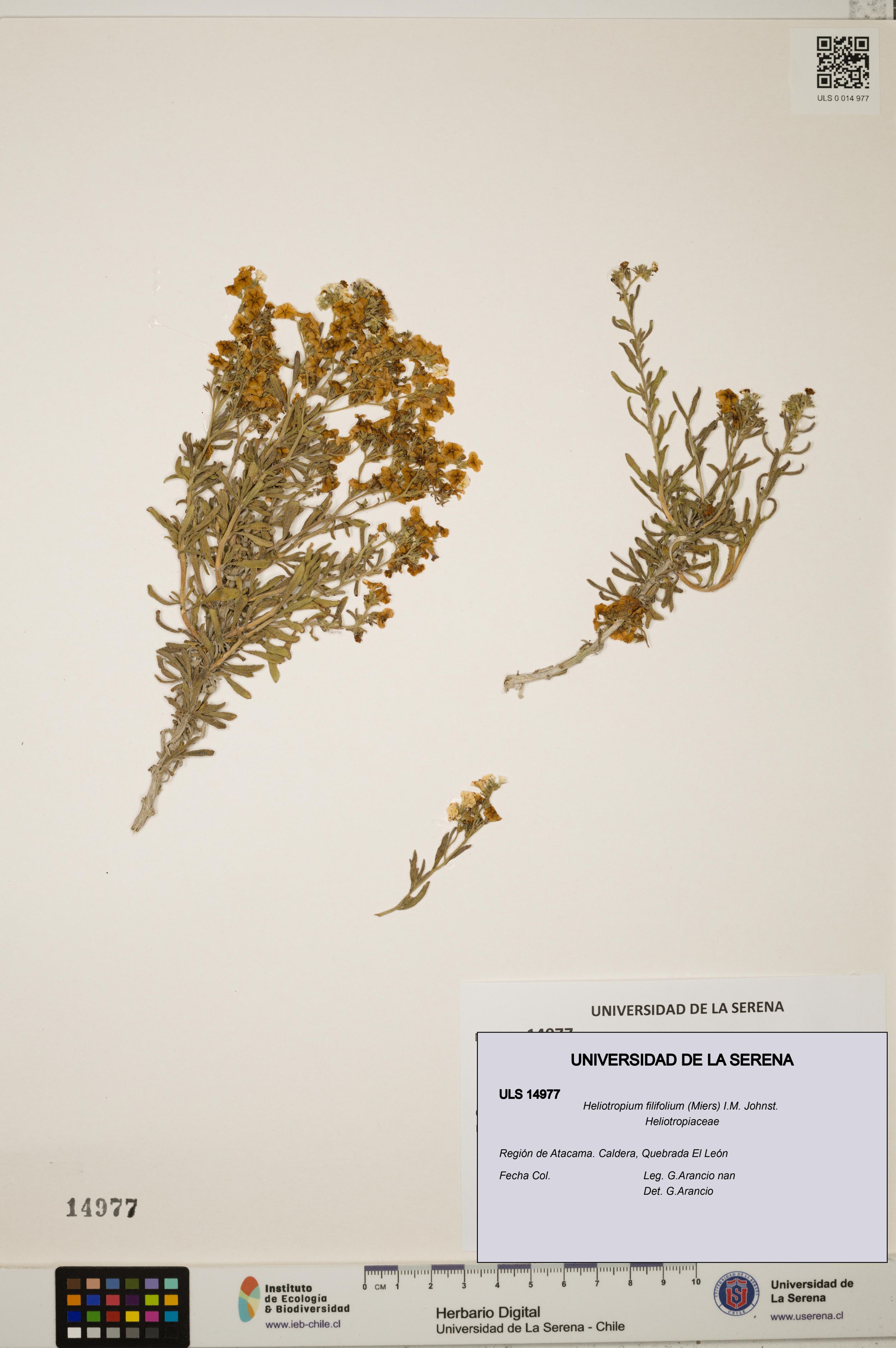 Heliotropium filifolium [Espécimen: ]