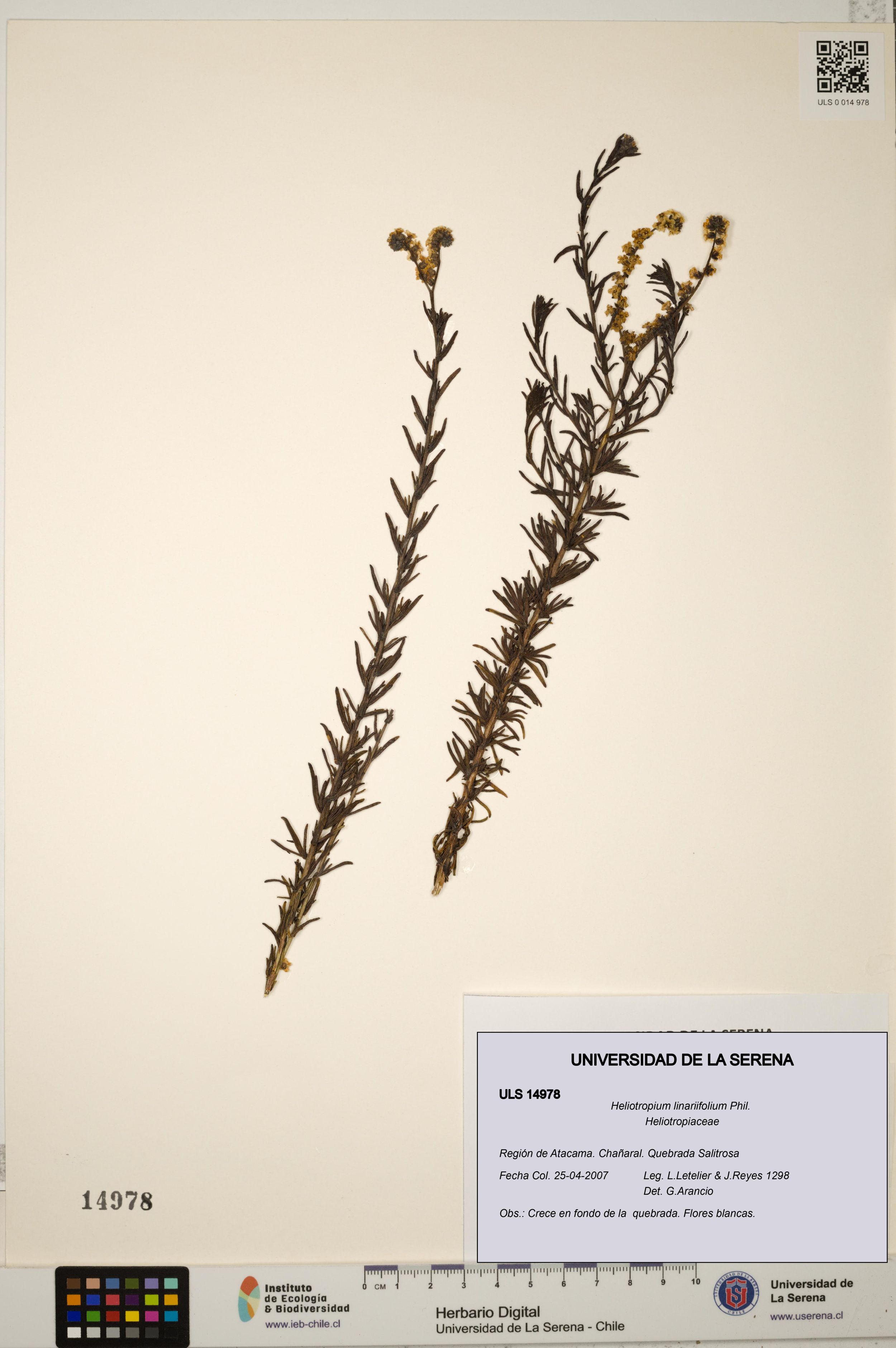 Heliotropium linariifolium [Espécimen: ]